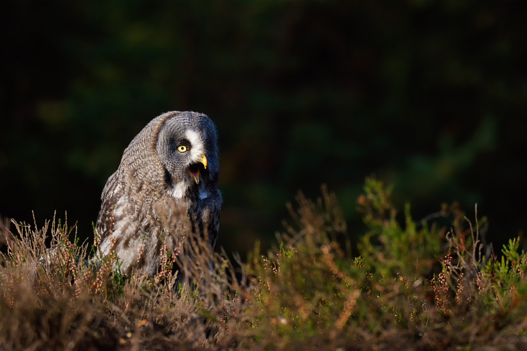 Nikon D7100 sample photo. Great grey owl (strix nebulosa) photography