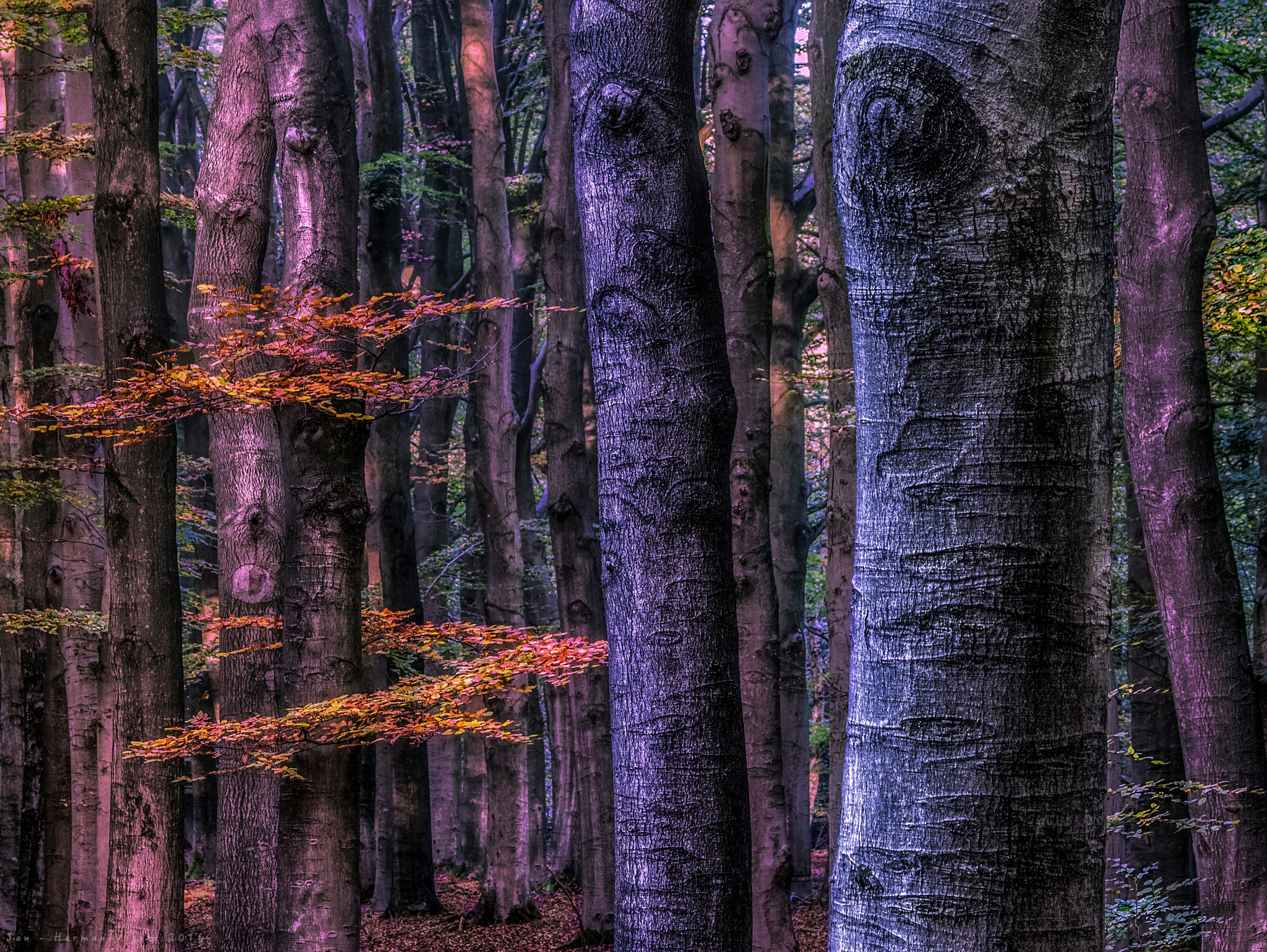 Canon EF 50-200mm f/3.5-4.5 sample photo. Curled leaf.. photography