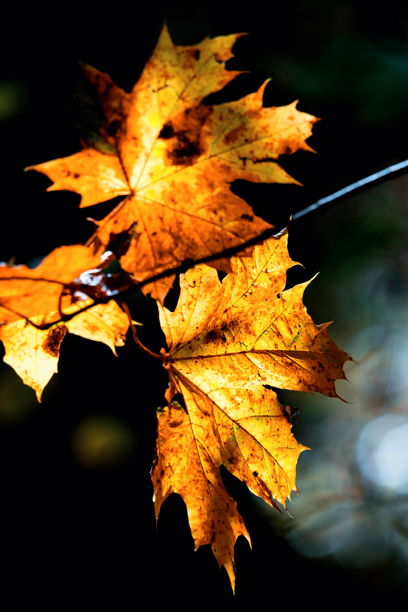 Sony 70-400mm F4-5.6 G SSM II sample photo. Maple leaf photography