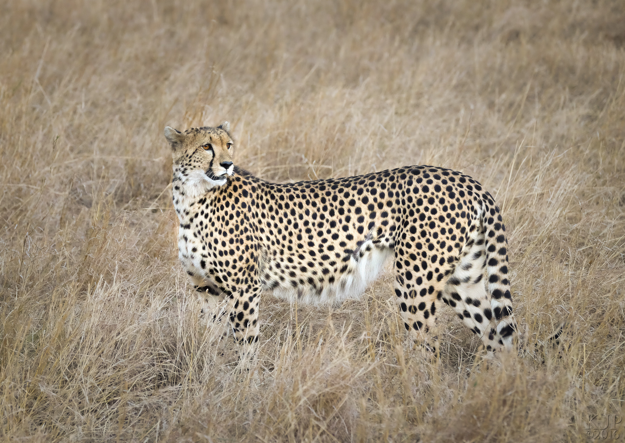 Fujifilm XF 100-400mm F4.5-5.6 R LM OIS WR sample photo. Cheetah photography