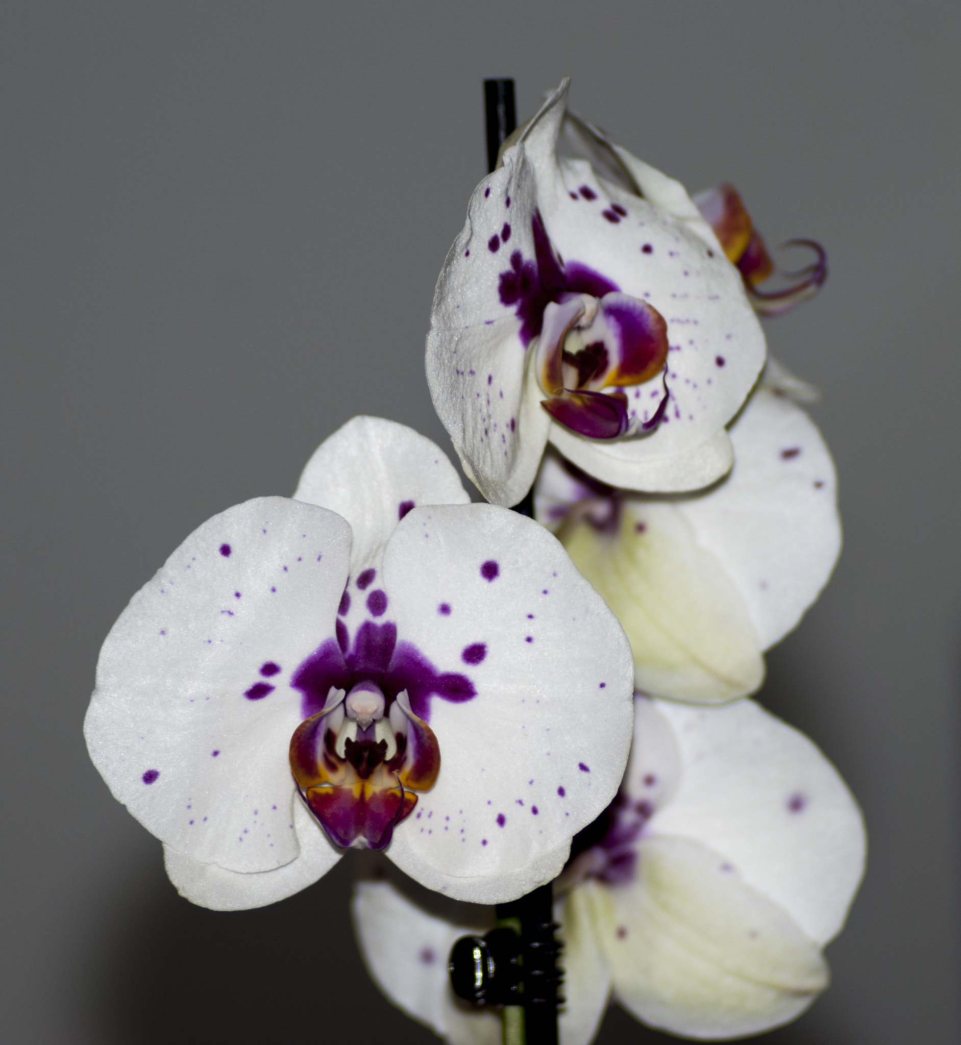Nikon D60 sample photo. Phalaenopsis 1 photography