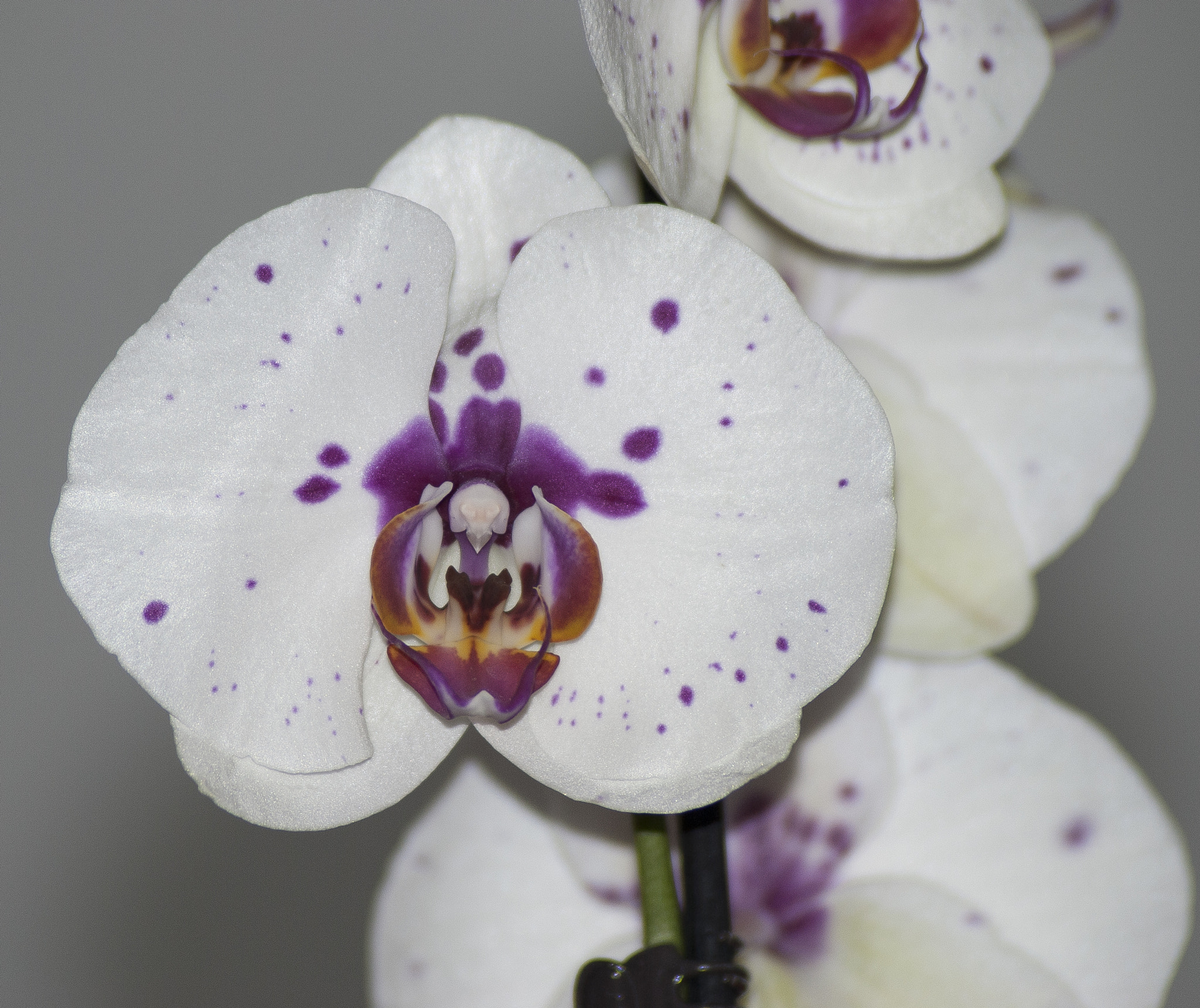 Nikon D60 sample photo. Phalaenopsis 2 photography