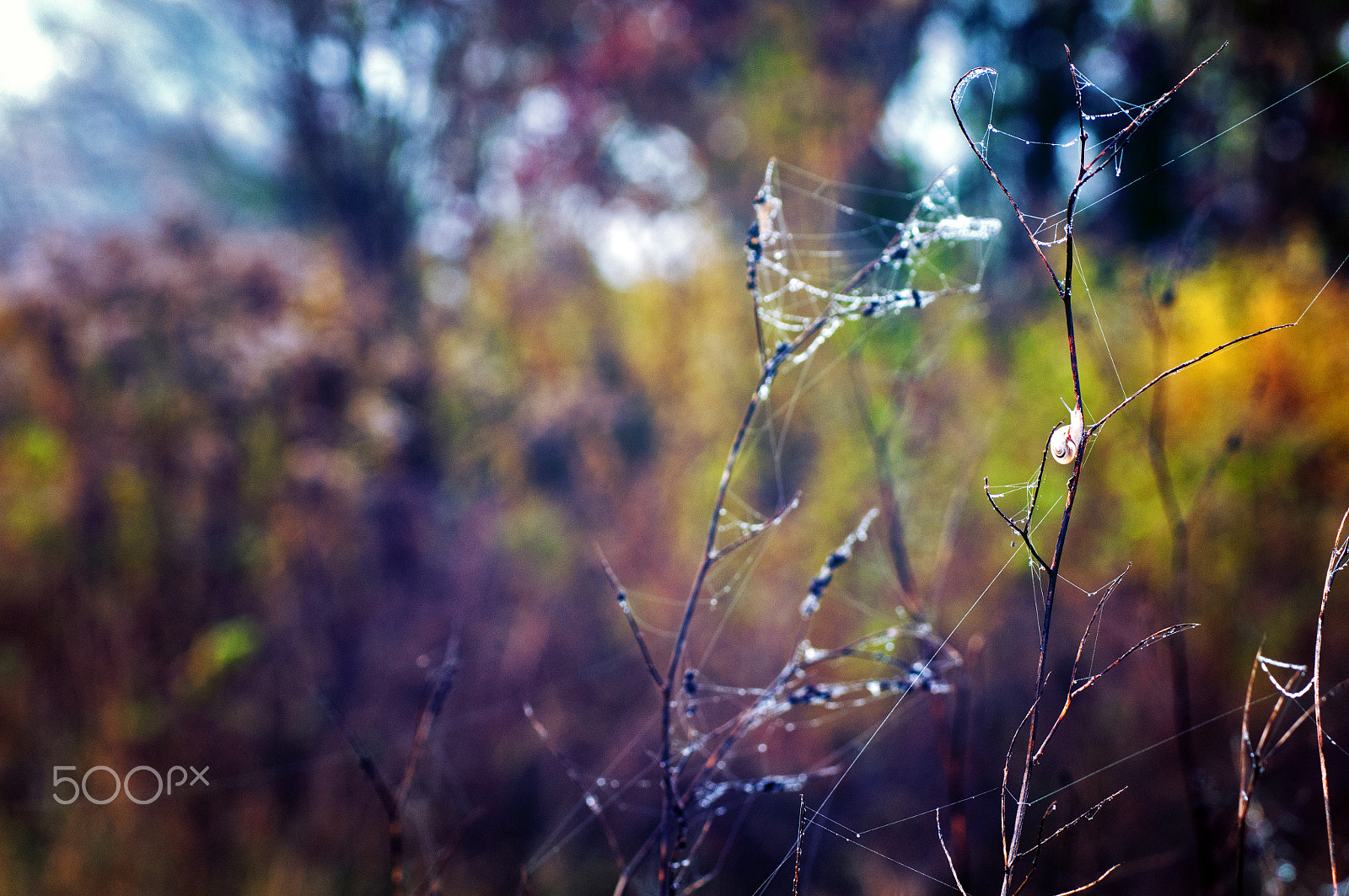 Nikon D300 + AF Zoom-Nikkor 75-300mm f/4.5-5.6 sample photo. Le cagouille se lance dans l'accrobranche photography