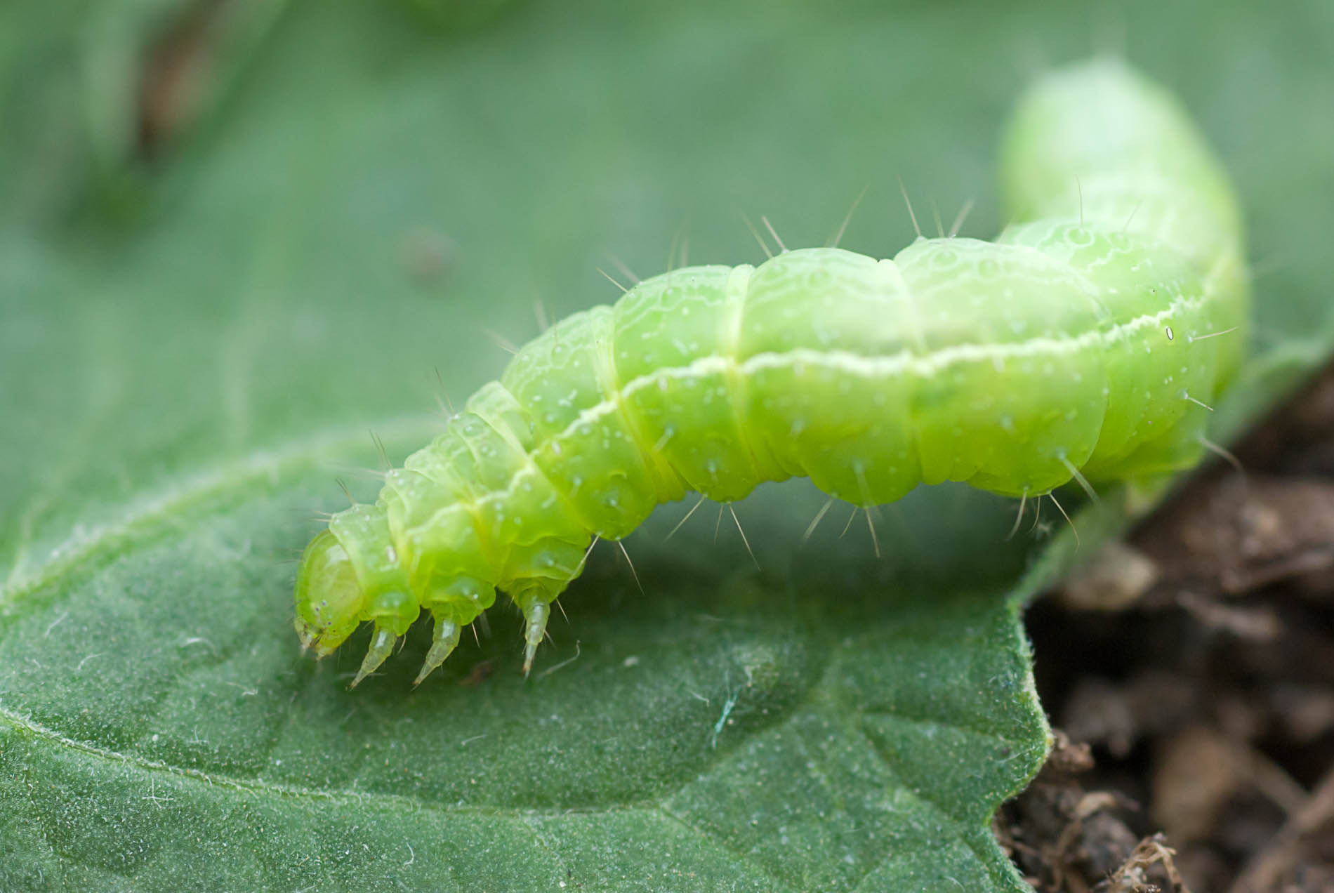 Nikon D200 sample photo. Macrophoto photography