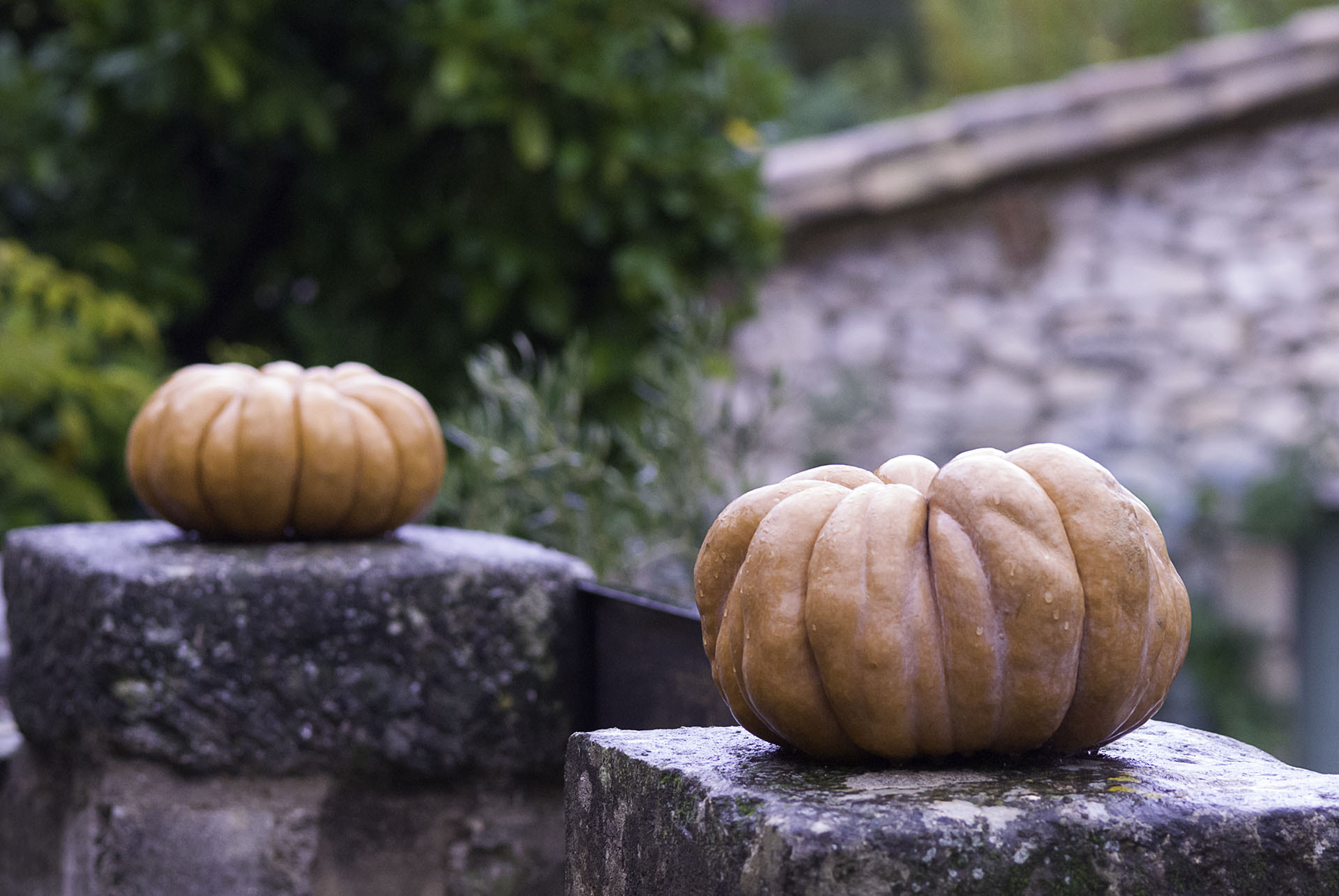 Nikon D200 sample photo. Citrouille photography