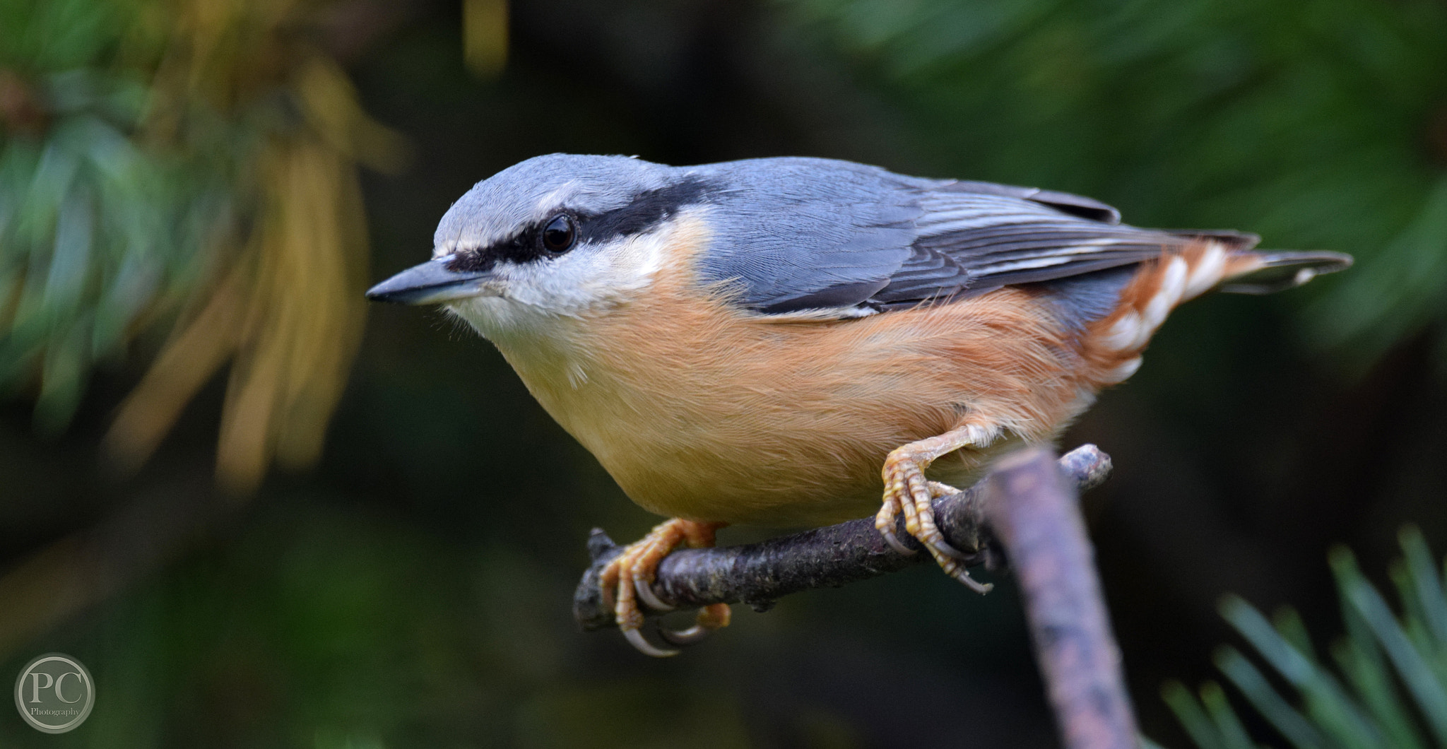 Sigma 150-600mm F5-6.3 DG OS HSM | C sample photo. Nuthatch photography
