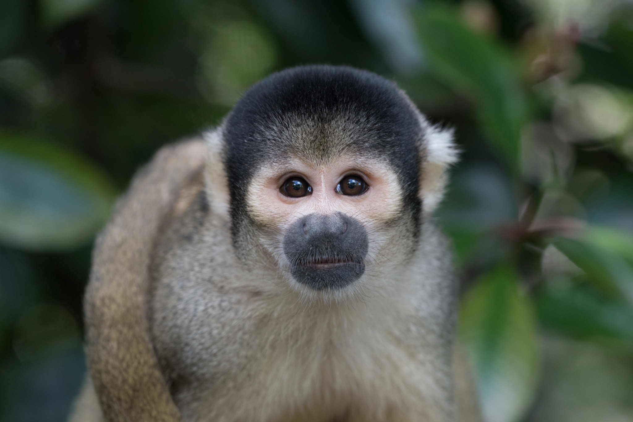 Sigma 150mm F2.8 EX DG OS Macro HSM sample photo. Faceblack-capped squirrel monkey photography