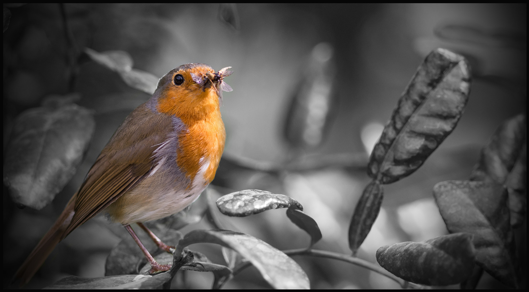 Sigma 105mm F2.8 EX DG Macro sample photo. Rhs wisley robin photography