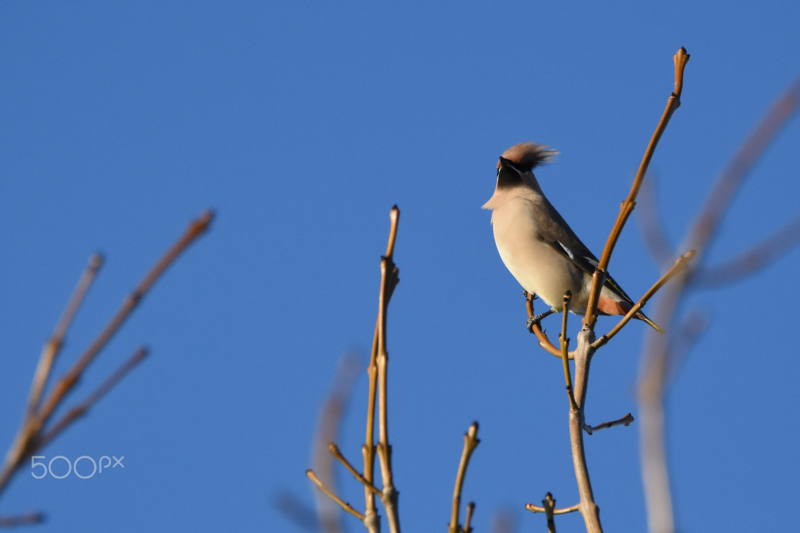 Tamron SP 150-600mm F5-6.3 Di VC USD sample photo. Waxwing portrait photography