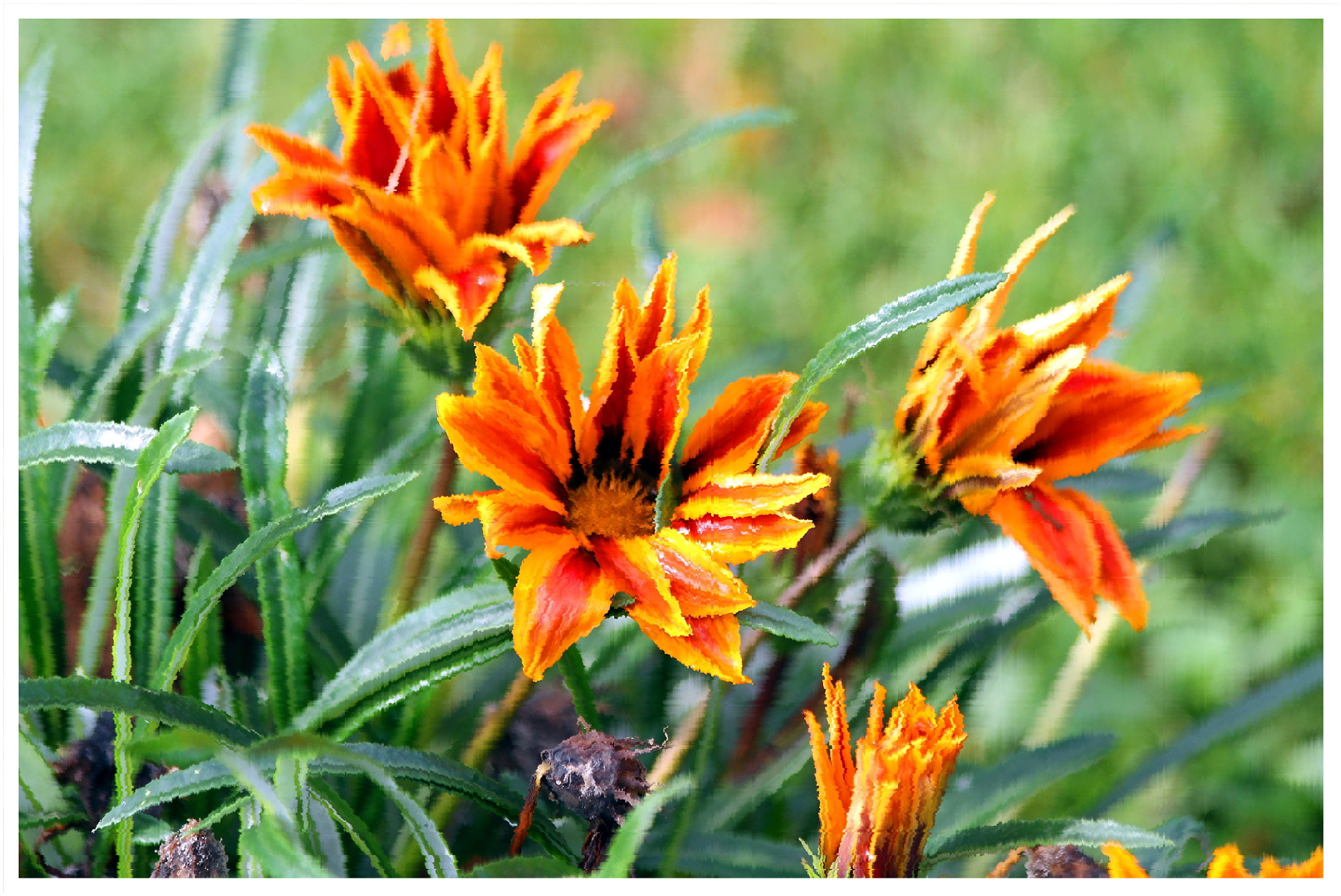 Canon EF 70-300mm F4-5.6 IS USM sample photo. Herbstliche blumen photography