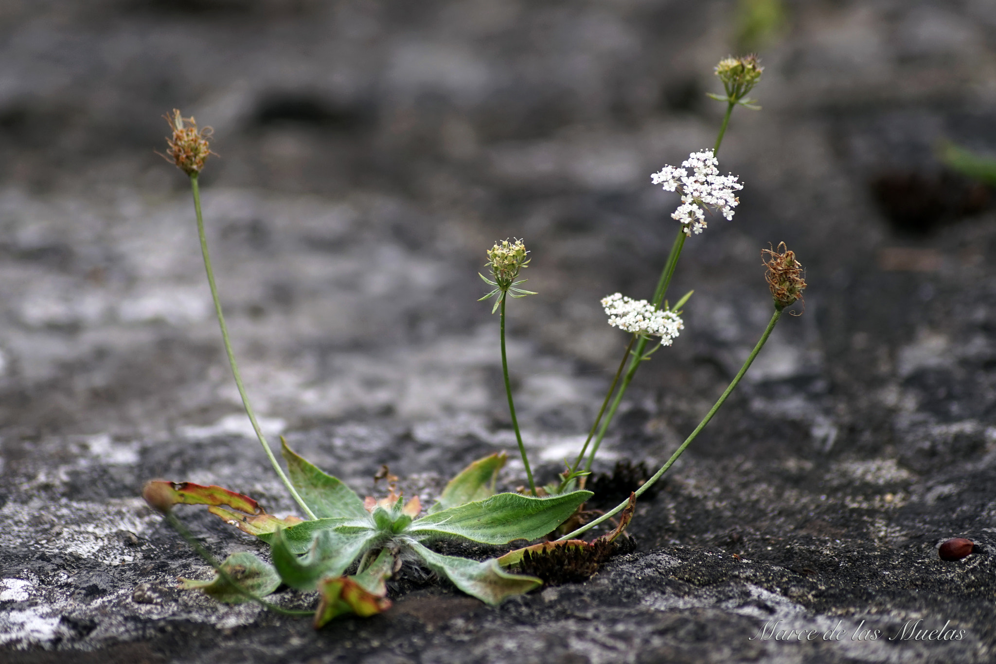 Sony a7R sample photo. ...flor y piedra... photography