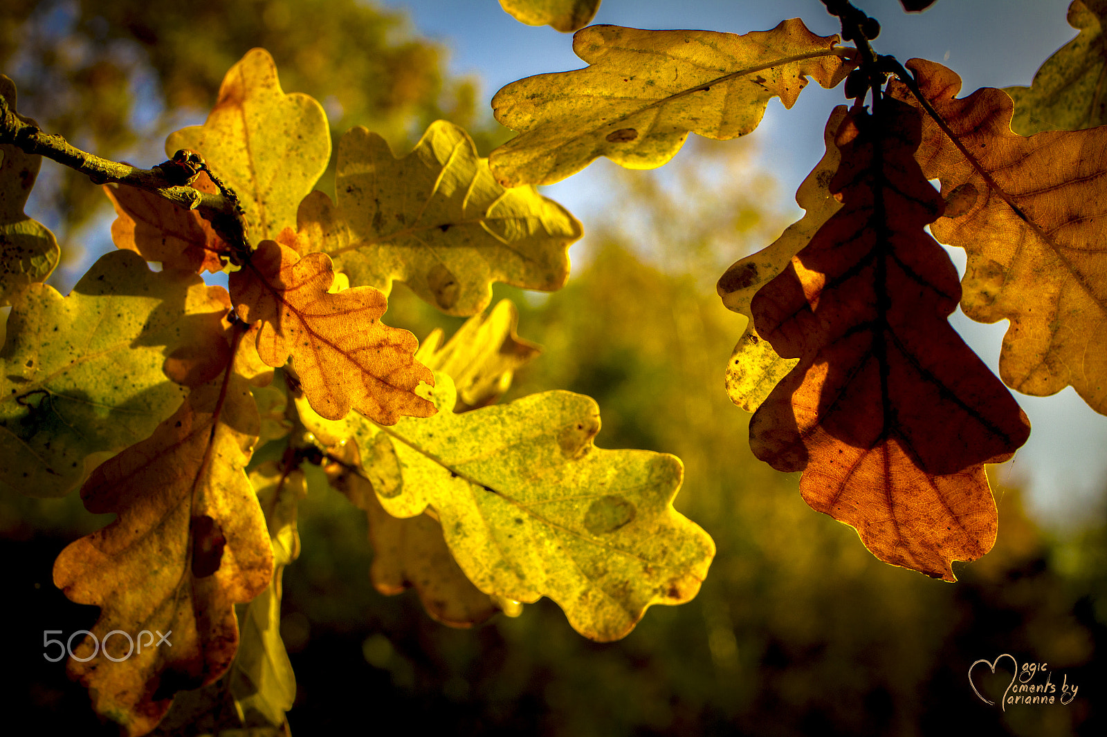 Tamron SP 35mm F1.8 Di VC USD sample photo. Colors of the season photography