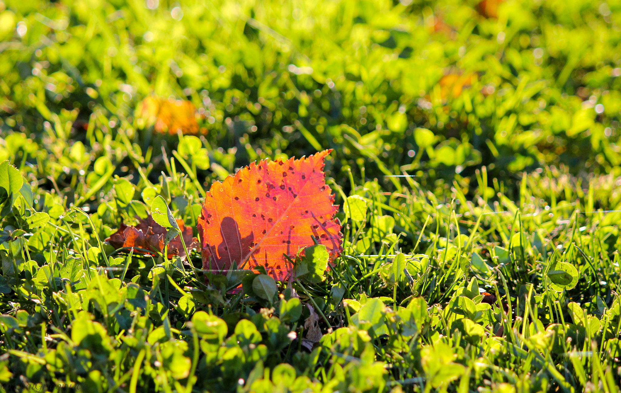 Canon EOS 550D (EOS Rebel T2i / EOS Kiss X4) sample photo. Autumn time photography