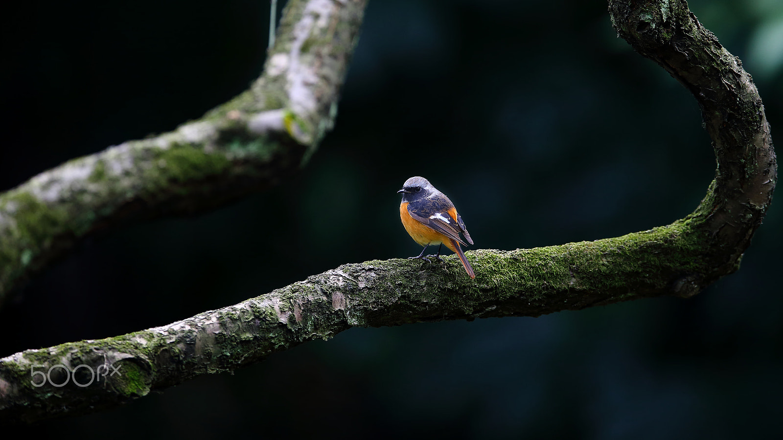 Canon EF 400mm F2.8L IS II USM sample photo. Bird photography