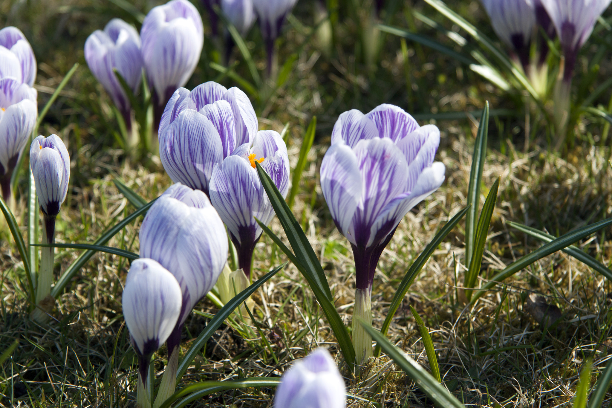 Canon EF-S 17-85mm F4-5.6 IS USM sample photo