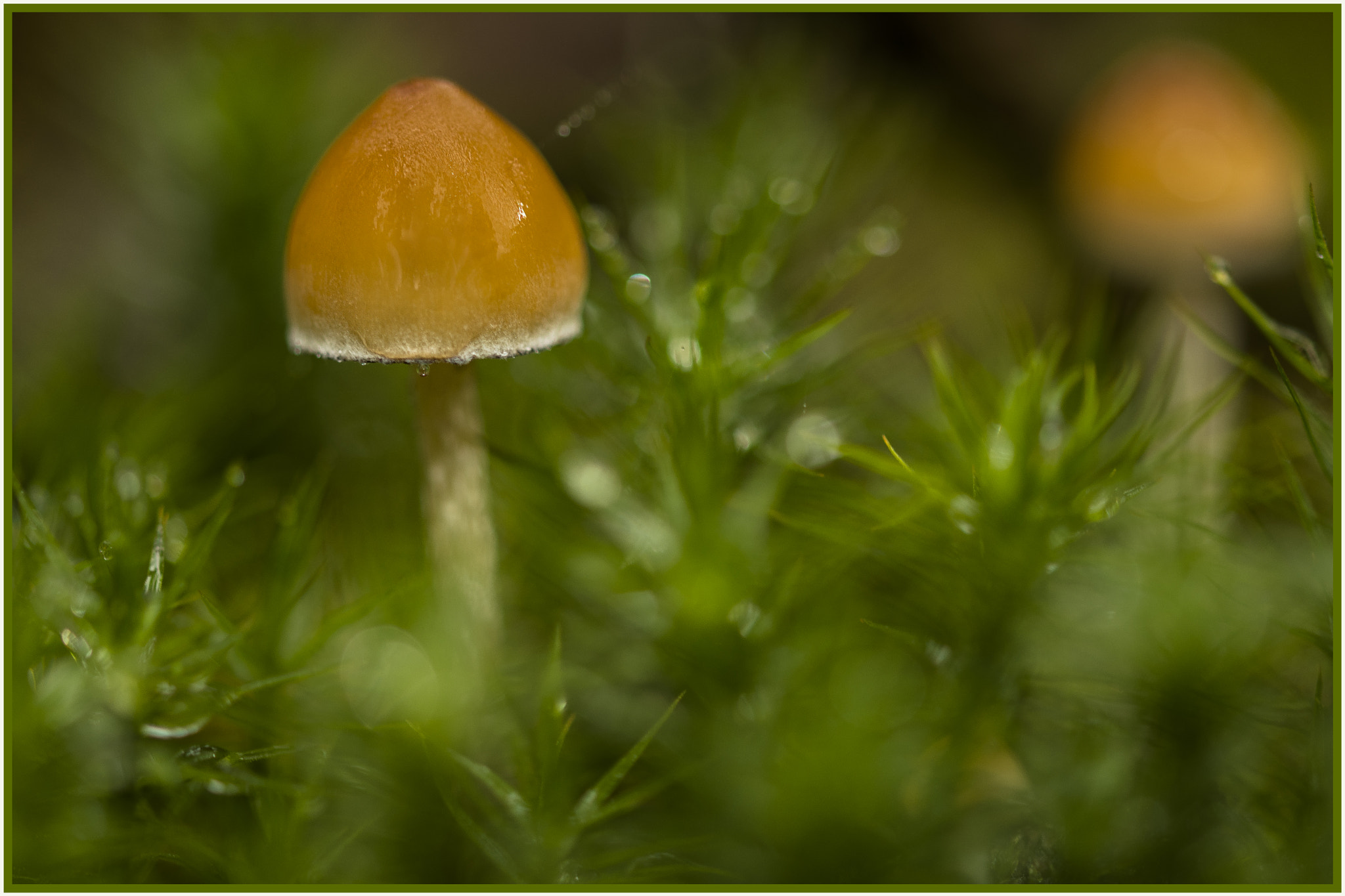 Sigma 105mm F2.8 EX DG OS HSM sample photo. Paddestoel ? photography