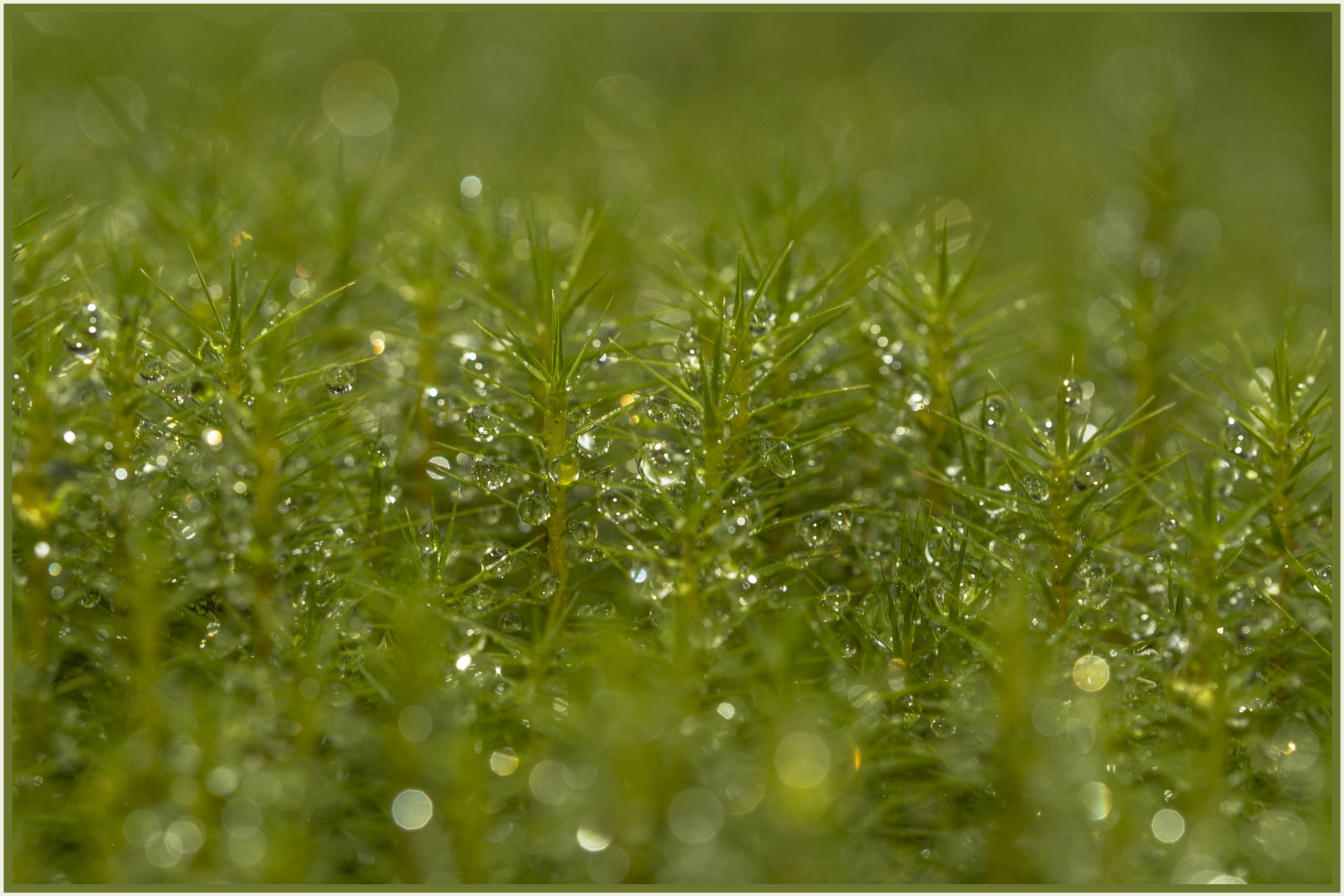 Sigma 105mm F2.8 EX DG OS HSM sample photo. Mos photography