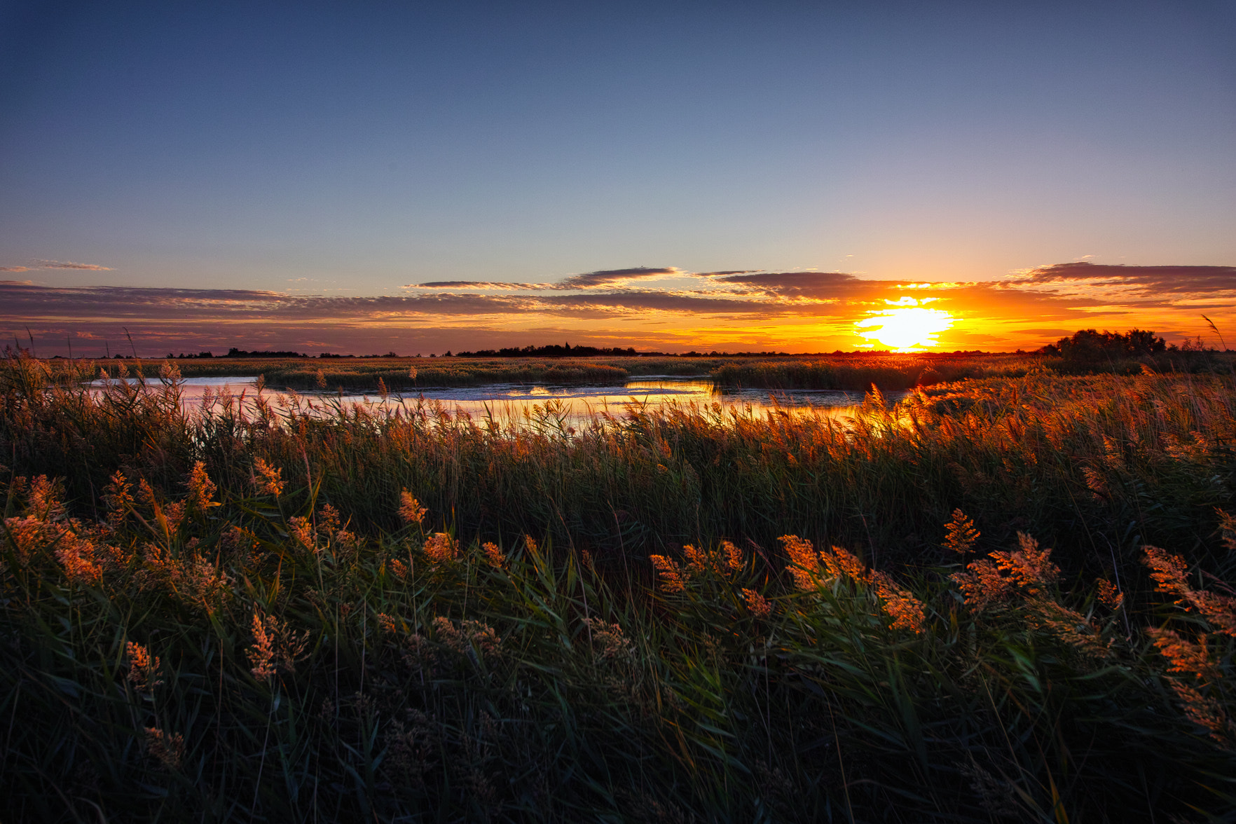 Sigma SD1 sample photo. Camargue sunset photography