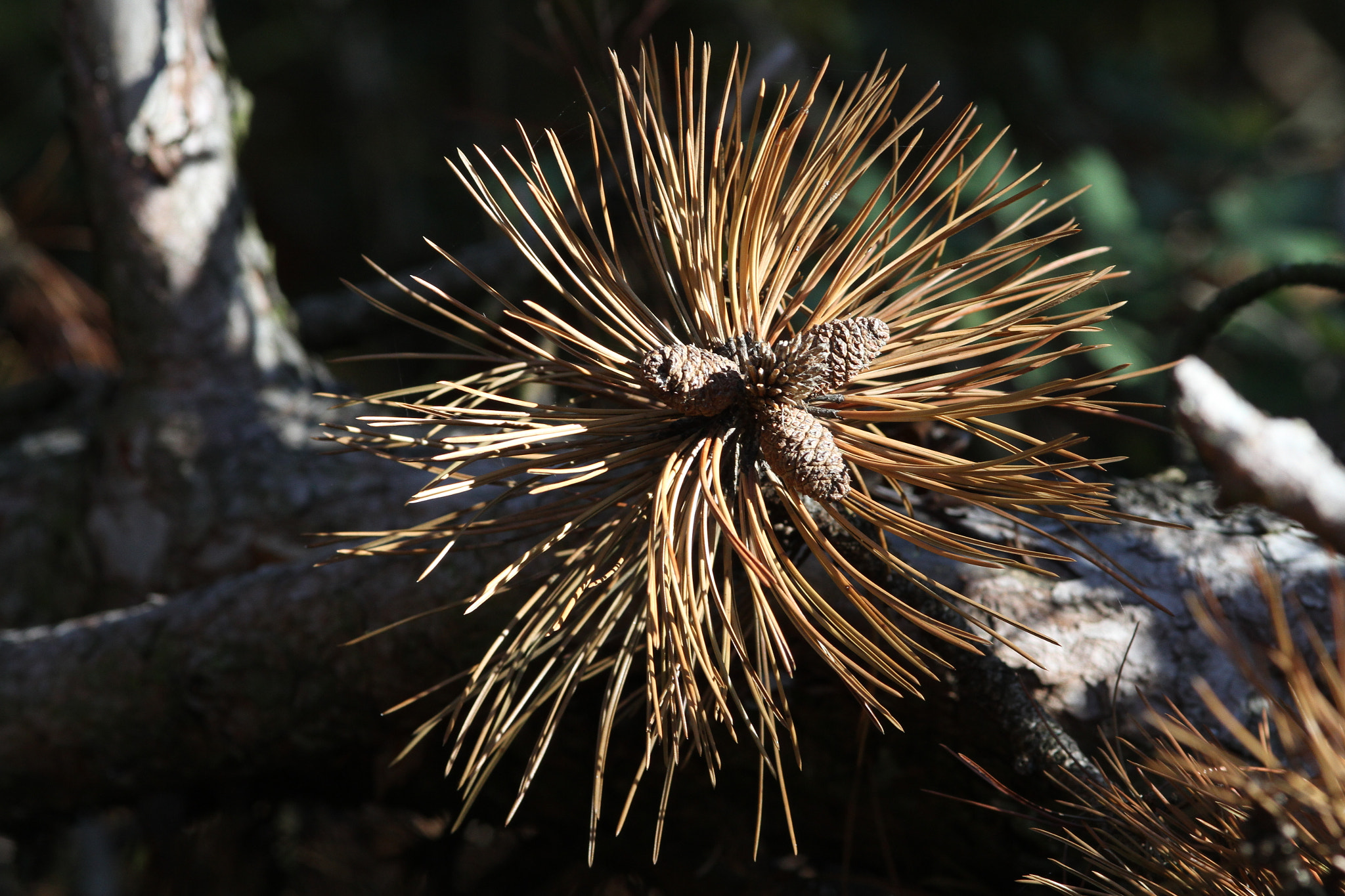 Canon EOS 7D + Canon EF 200mm F2.8L II USM sample photo. Tree needle ball in fall photography