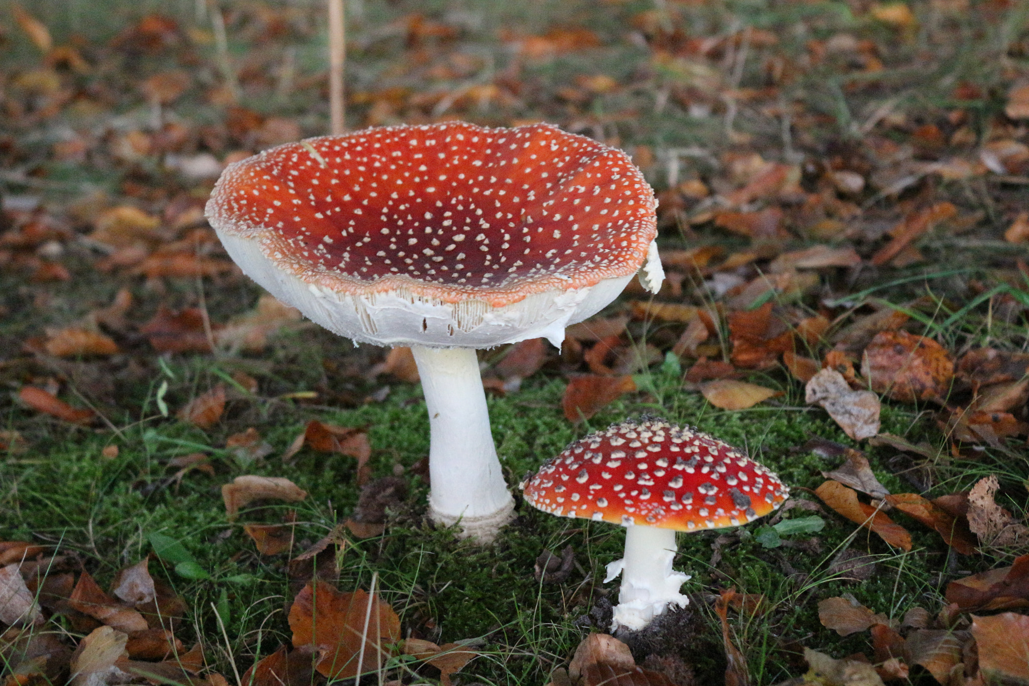 Canon EOS 100D (EOS Rebel SL1 / EOS Kiss X7) sample photo. Red mushrooms photography