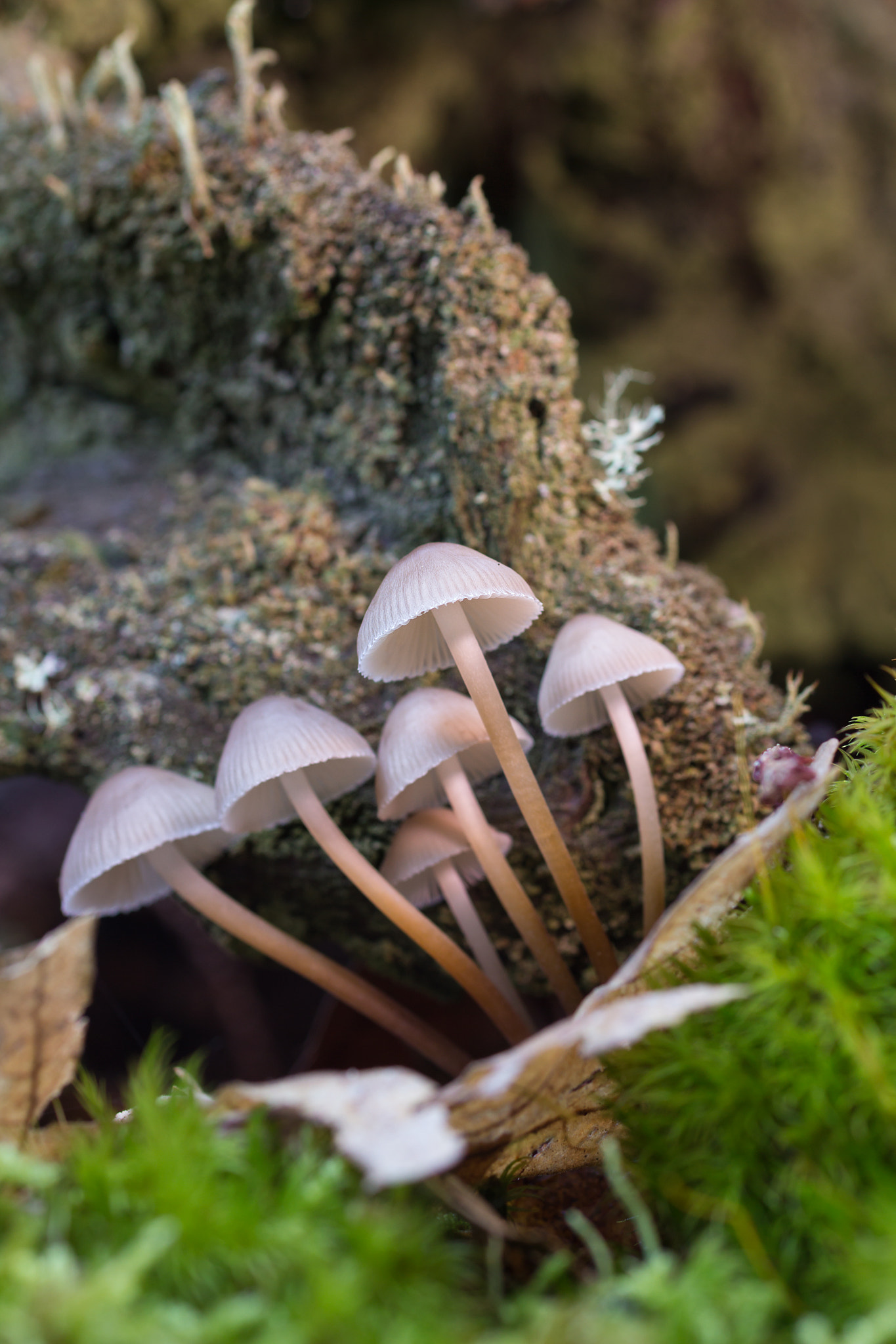 Canon EOS 60D + Sigma 50mm f/2.8 EX sample photo. Mycena sp photography