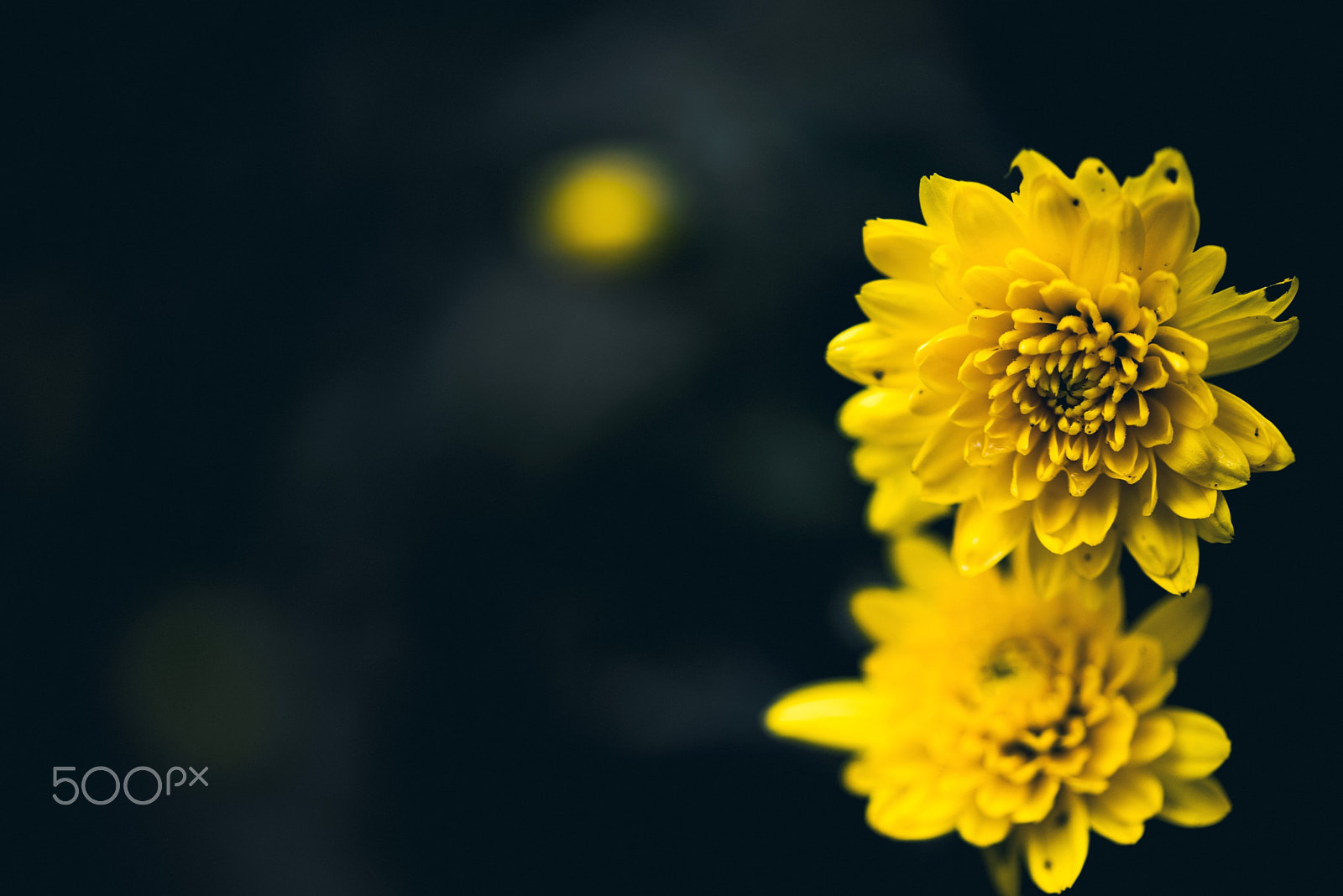 Sigma 105mm F2.8 EX DG OS HSM sample photo. Natural compass rose photography