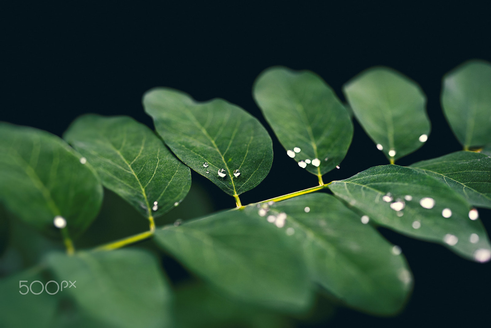 Sigma 105mm F2.8 EX DG OS HSM sample photo. Waterproof photography