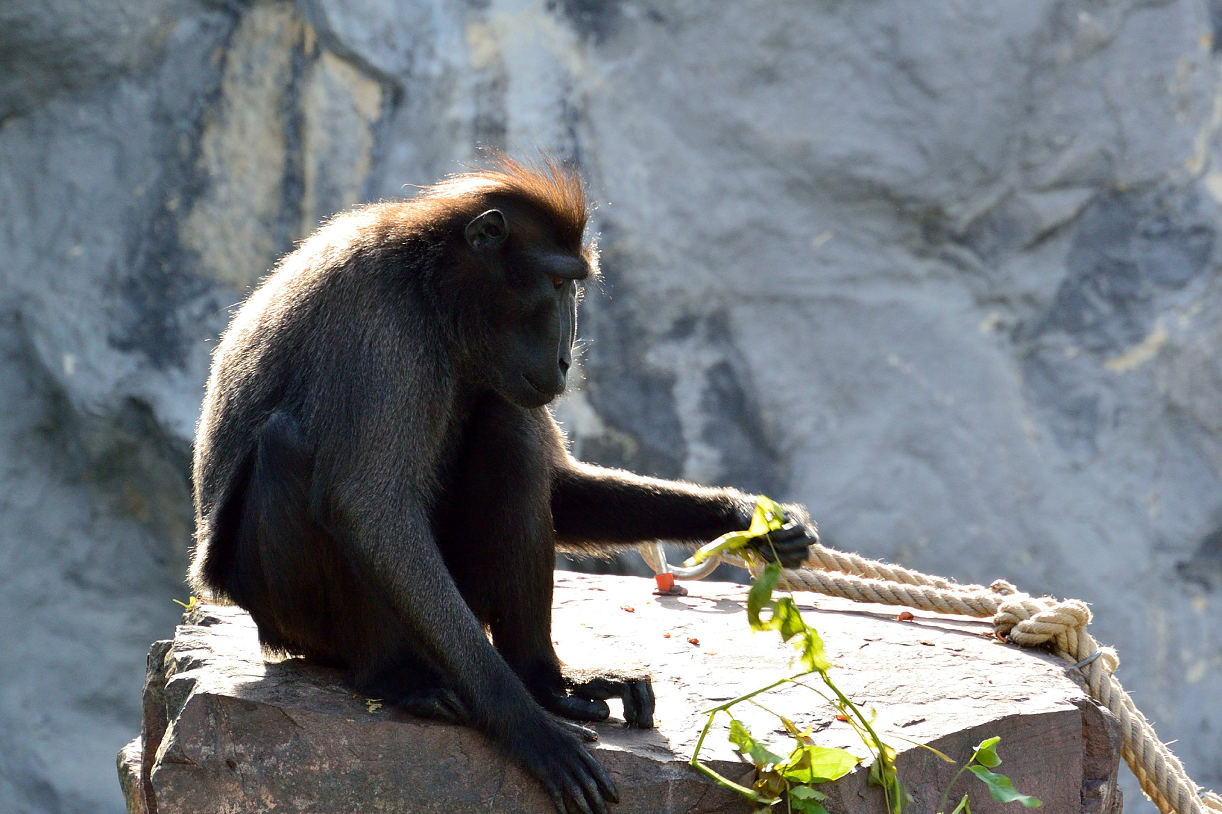 Nikon 1 J3 sample photo. Why so serious ? photography