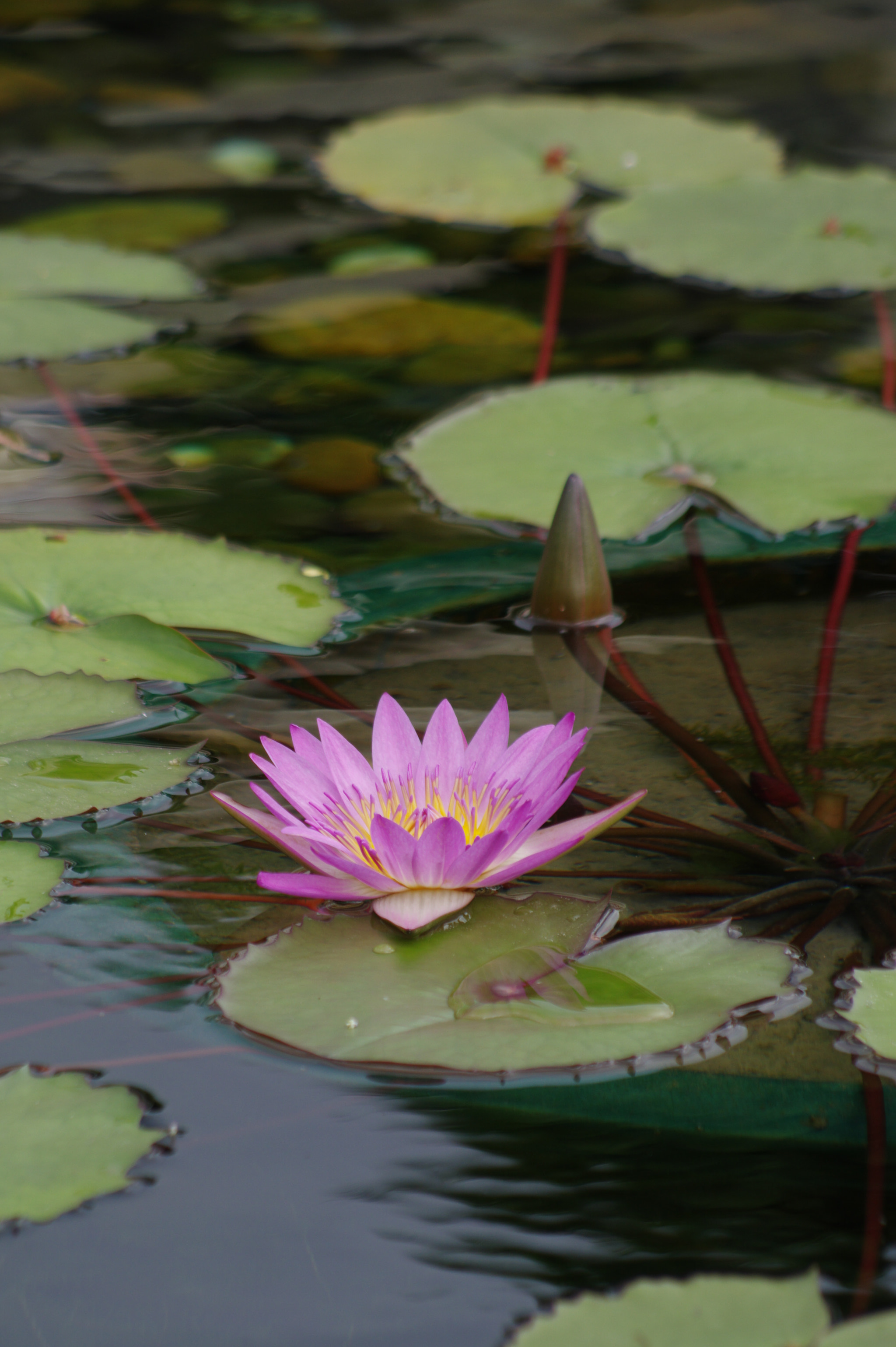 smc PENTAX-DA L 55-300mm F4-5.8 ED sample photo