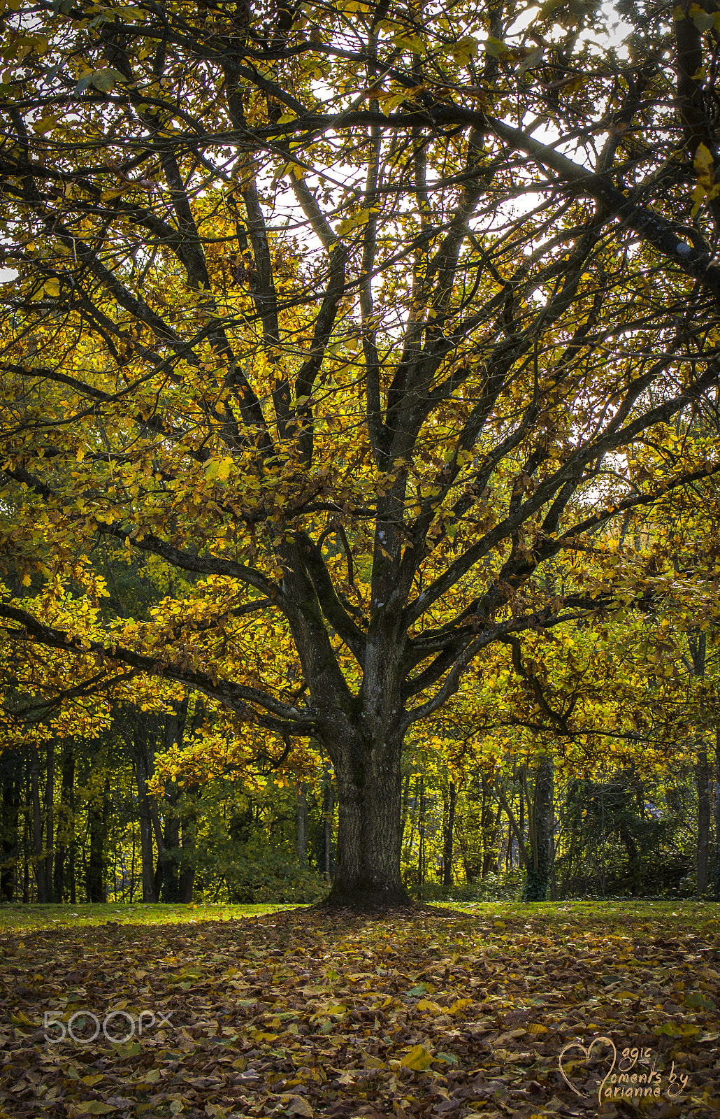 Tamron SP 35mm F1.8 Di VC USD sample photo. Color of the season photography