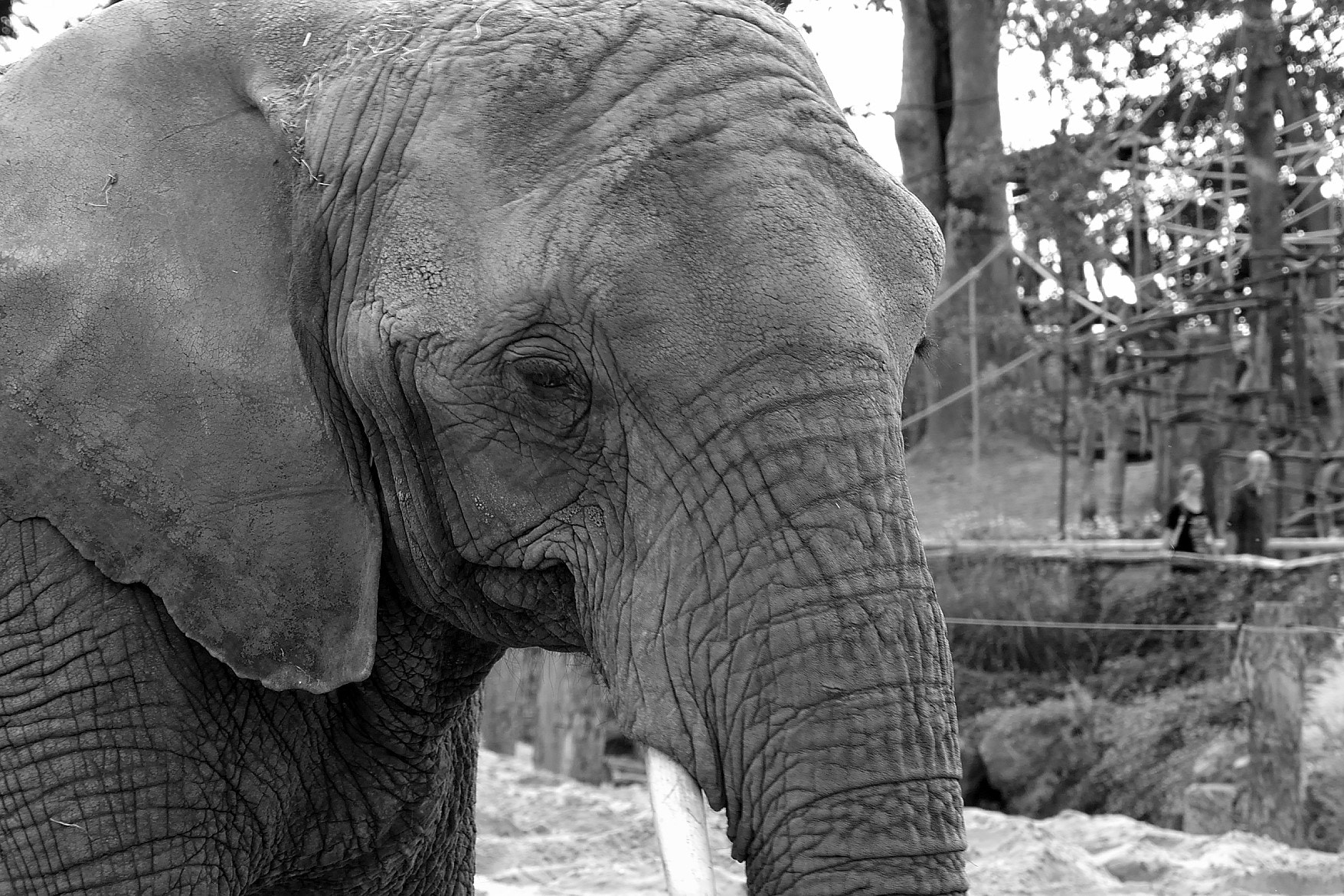 Nikon 1 J3 sample photo. Pas chez lui photography