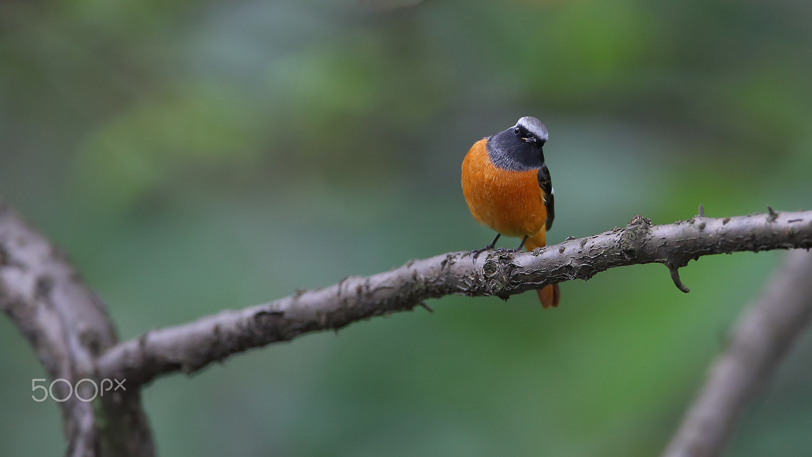 Canon EF 400mm F2.8L IS II USM sample photo. Bird photography