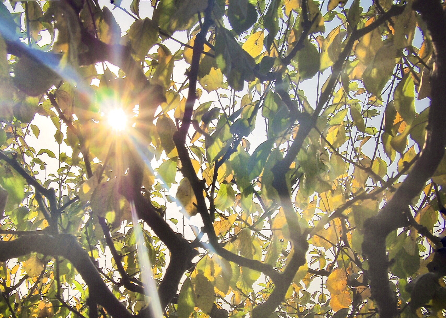 Olympus PEN E-P5 + Panasonic Lumix G 20mm F1.7 ASPH sample photo. Peking autumn photography