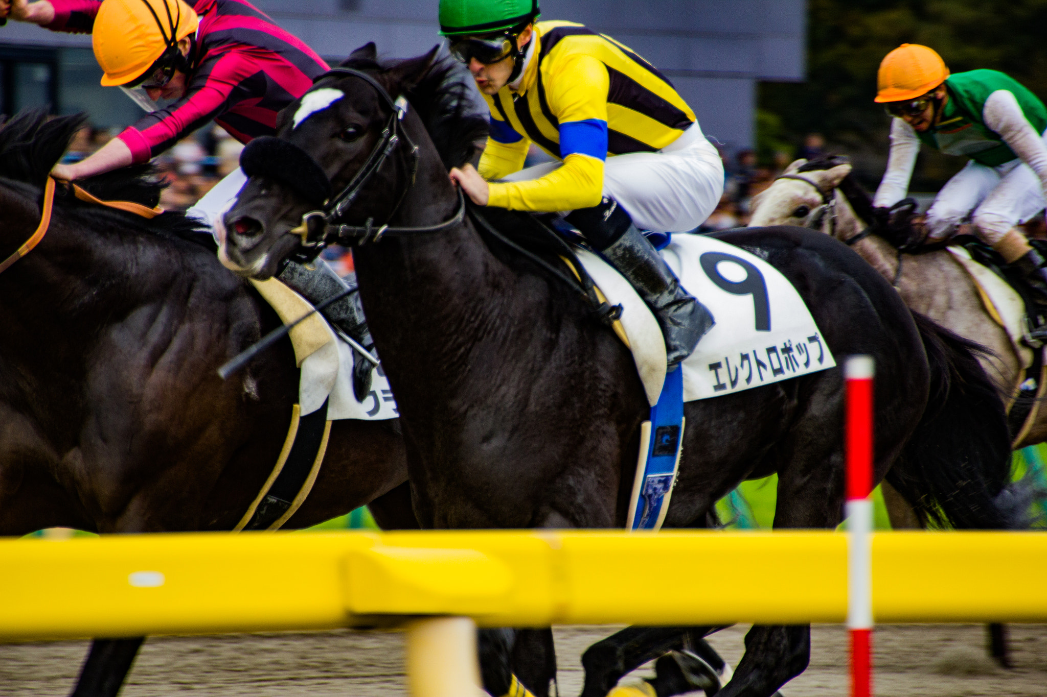 Canon EOS 550D (EOS Rebel T2i / EOS Kiss X4) sample photo. Horse race in tokyo photography
