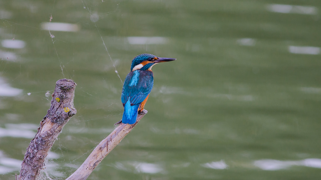 Nikon D7000 + Nikon AF-S Nikkor 300mm F4D ED-IF sample photo. Kingfisher photography