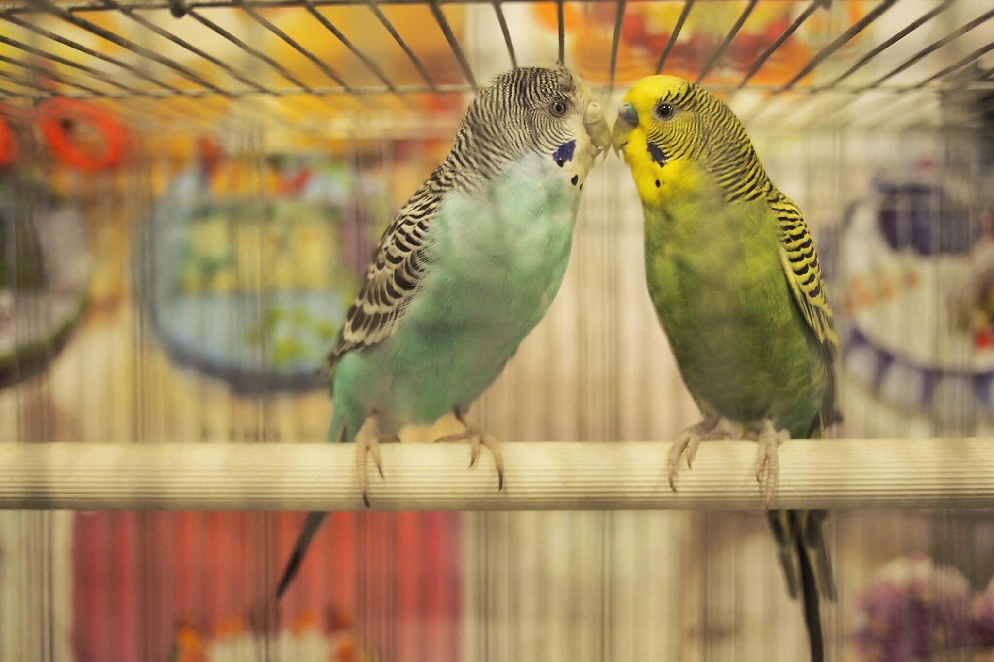 Olympus PEN E-P5 + Panasonic Lumix G 20mm F1.7 ASPH sample photo. Kiss bird photography