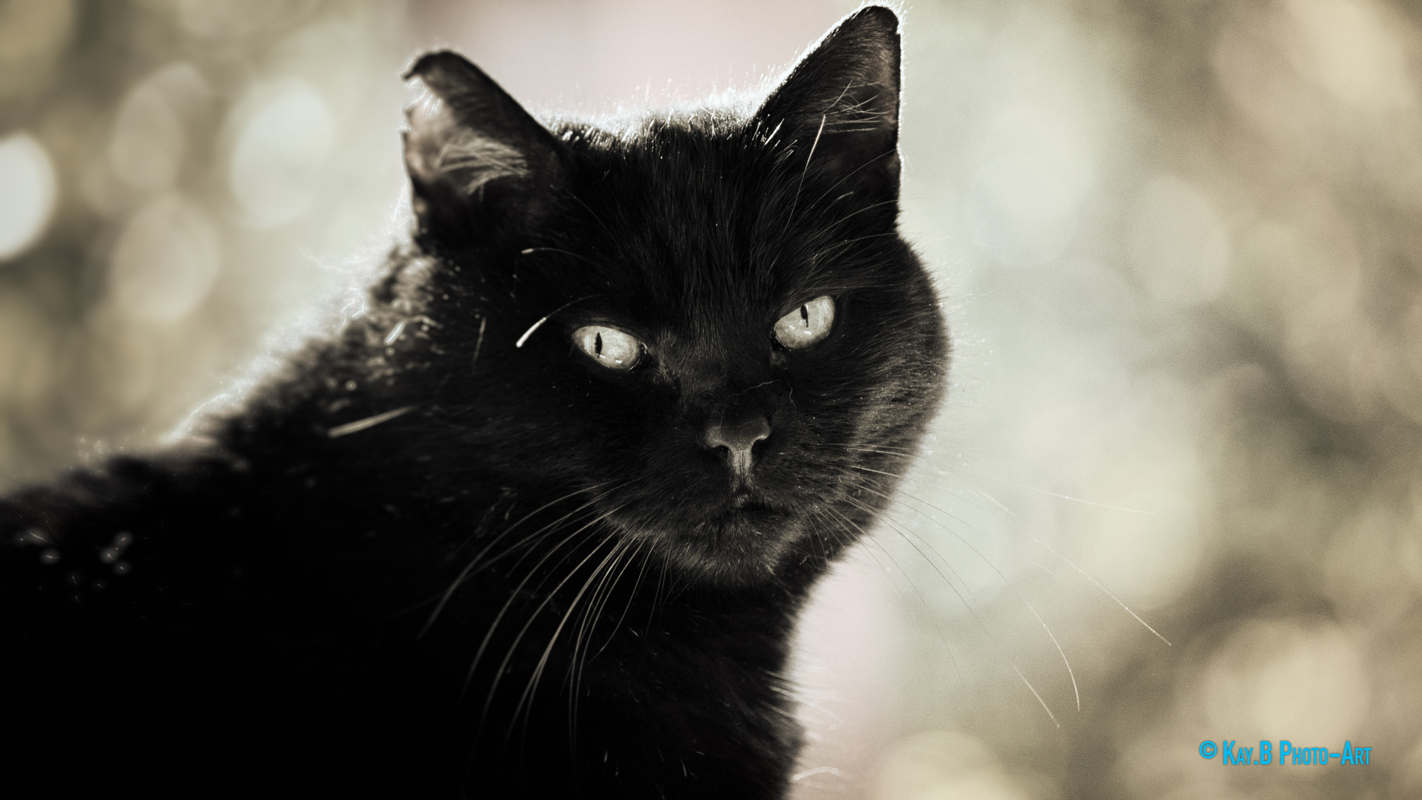Canon EF-S 55-250mm F4-5.6 IS II sample photo. Bearbeitet photography
