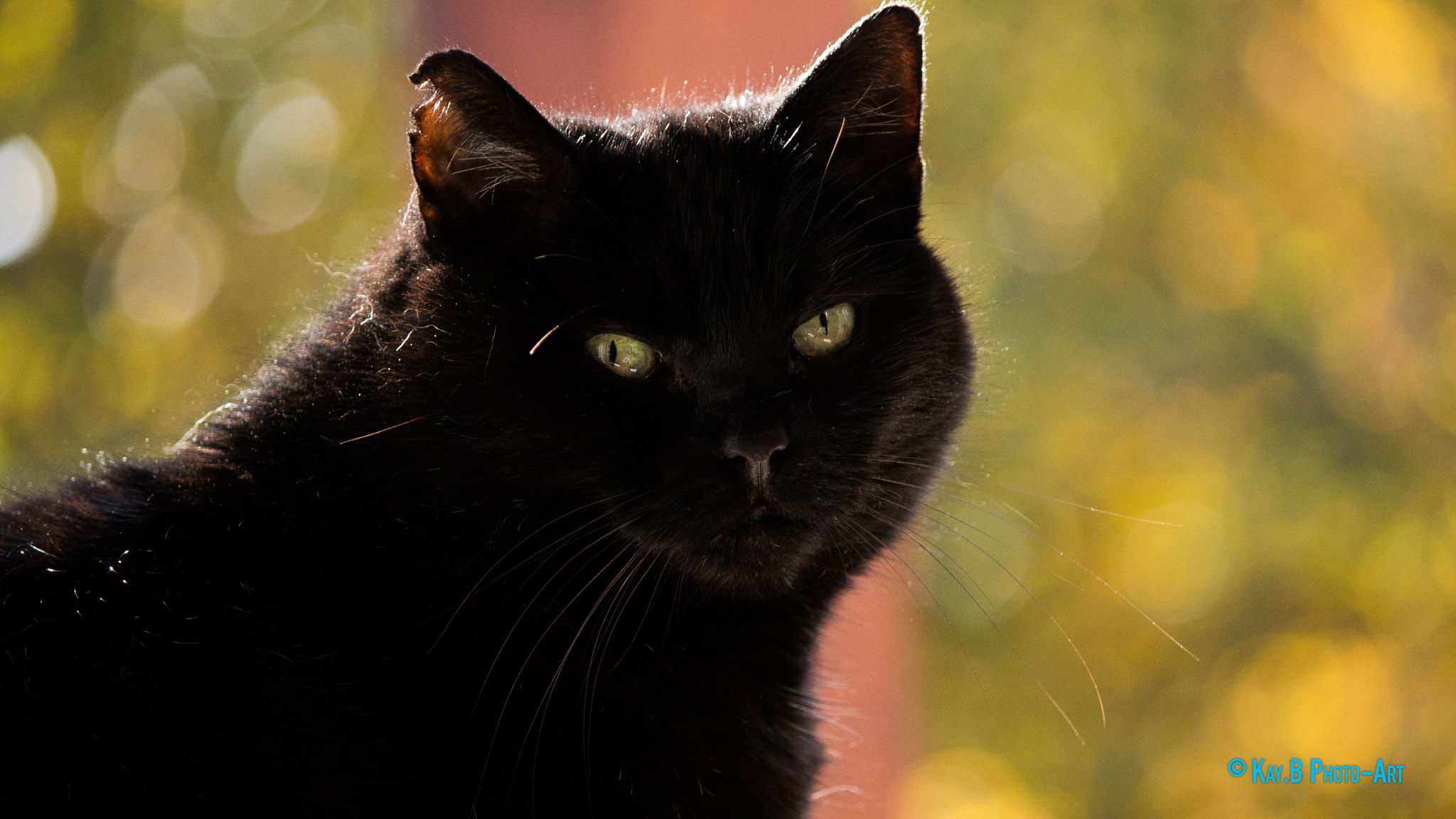 Canon EF-S 55-250mm F4-5.6 IS II sample photo. Img photography