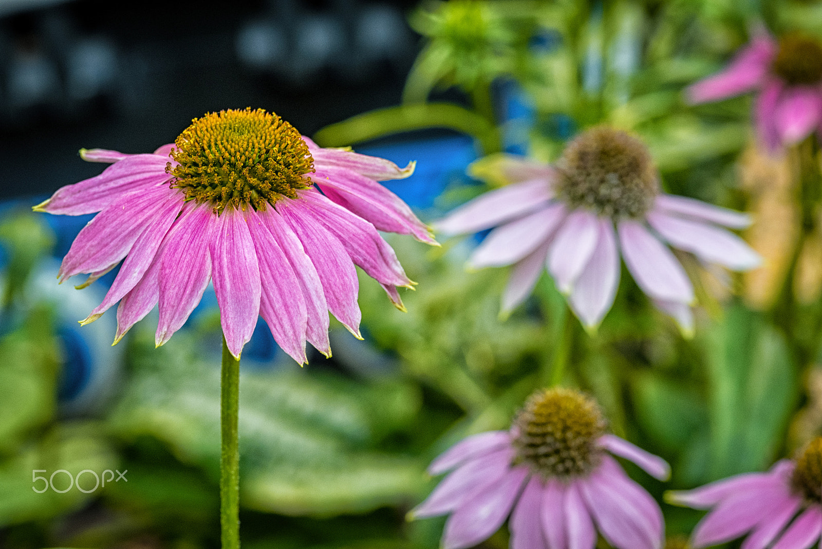 Nikon D810 + ZEISS Makro-Planar T* 100mm F2 sample photo. Tobacco blossom photography