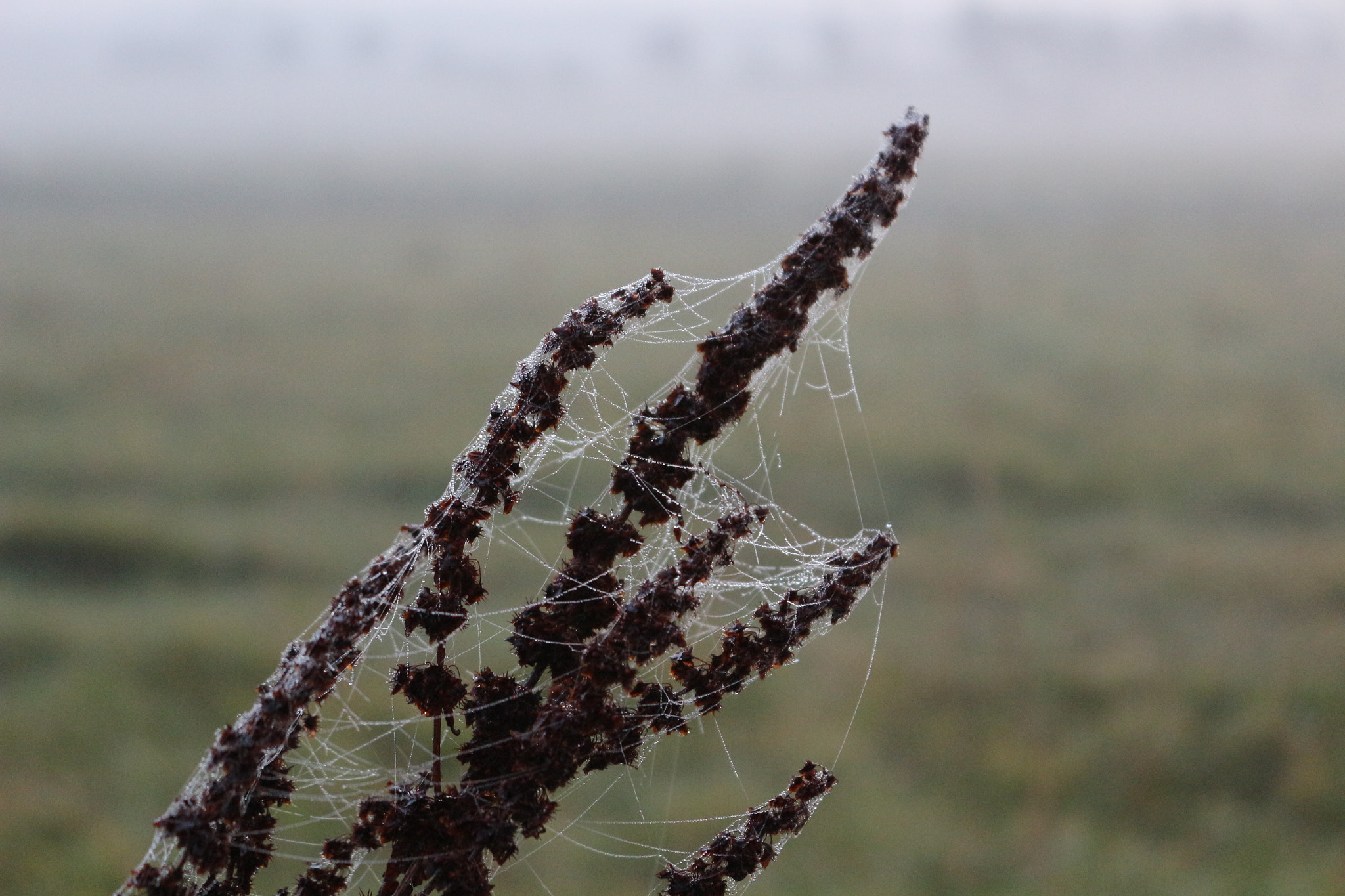 Canon EOS 100D (EOS Rebel SL1 / EOS Kiss X7) sample photo. Spiderweb in flower photography