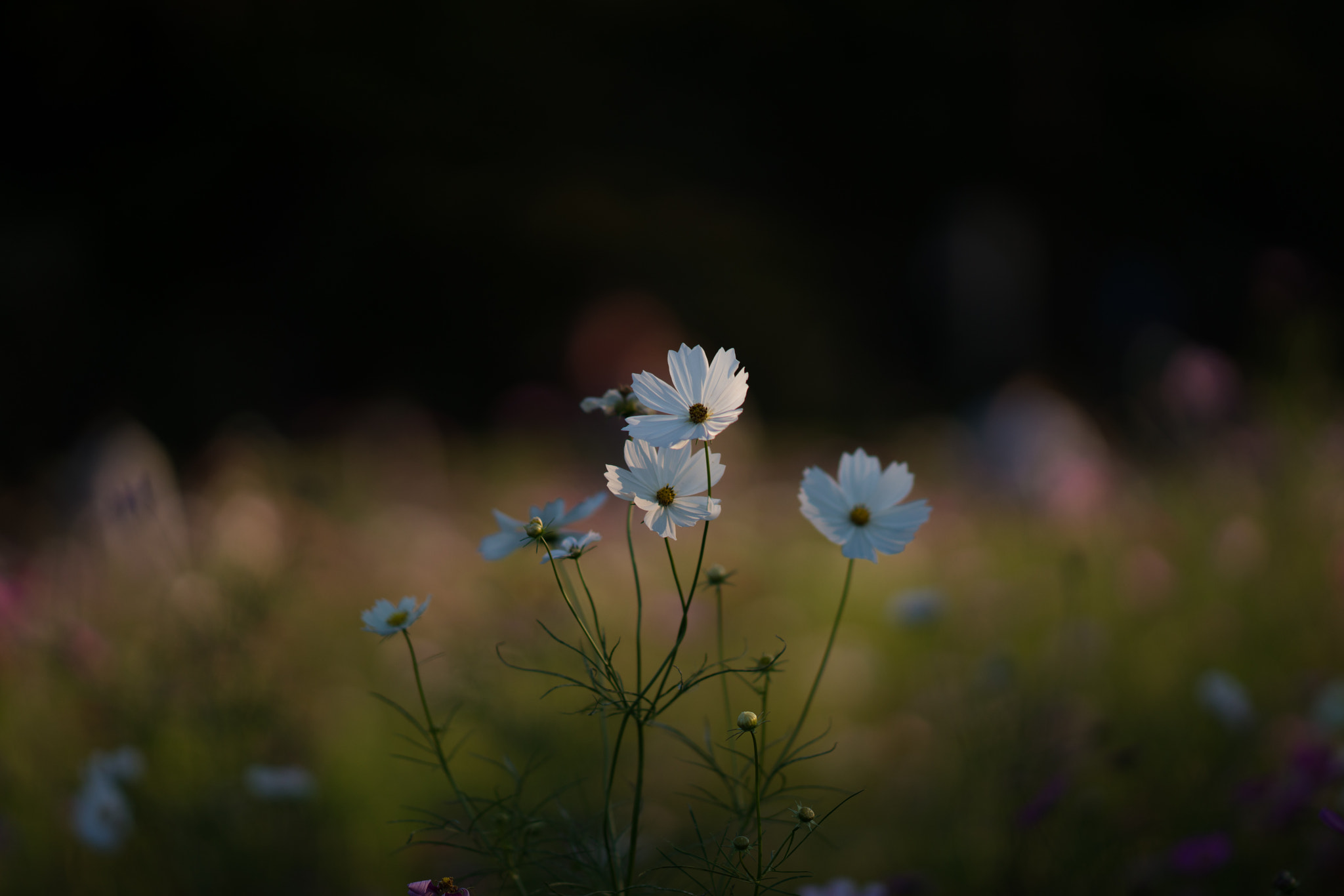 Sony Sonnar T* 135mm F1.8 ZA sample photo. Afterlight 残照 photography