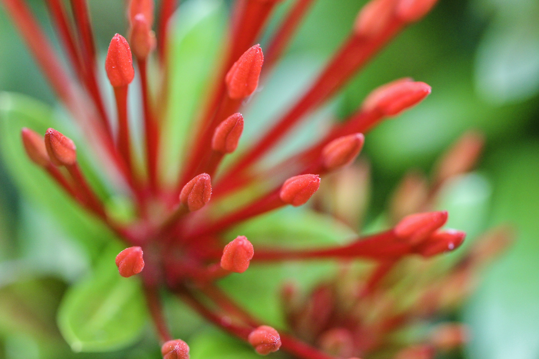 Canon EF 100mm F2.8L Macro IS USM sample photo. Tropical antenas photography