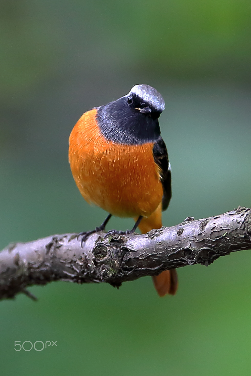 Canon EF 400mm F2.8L IS II USM sample photo. Little bird photography