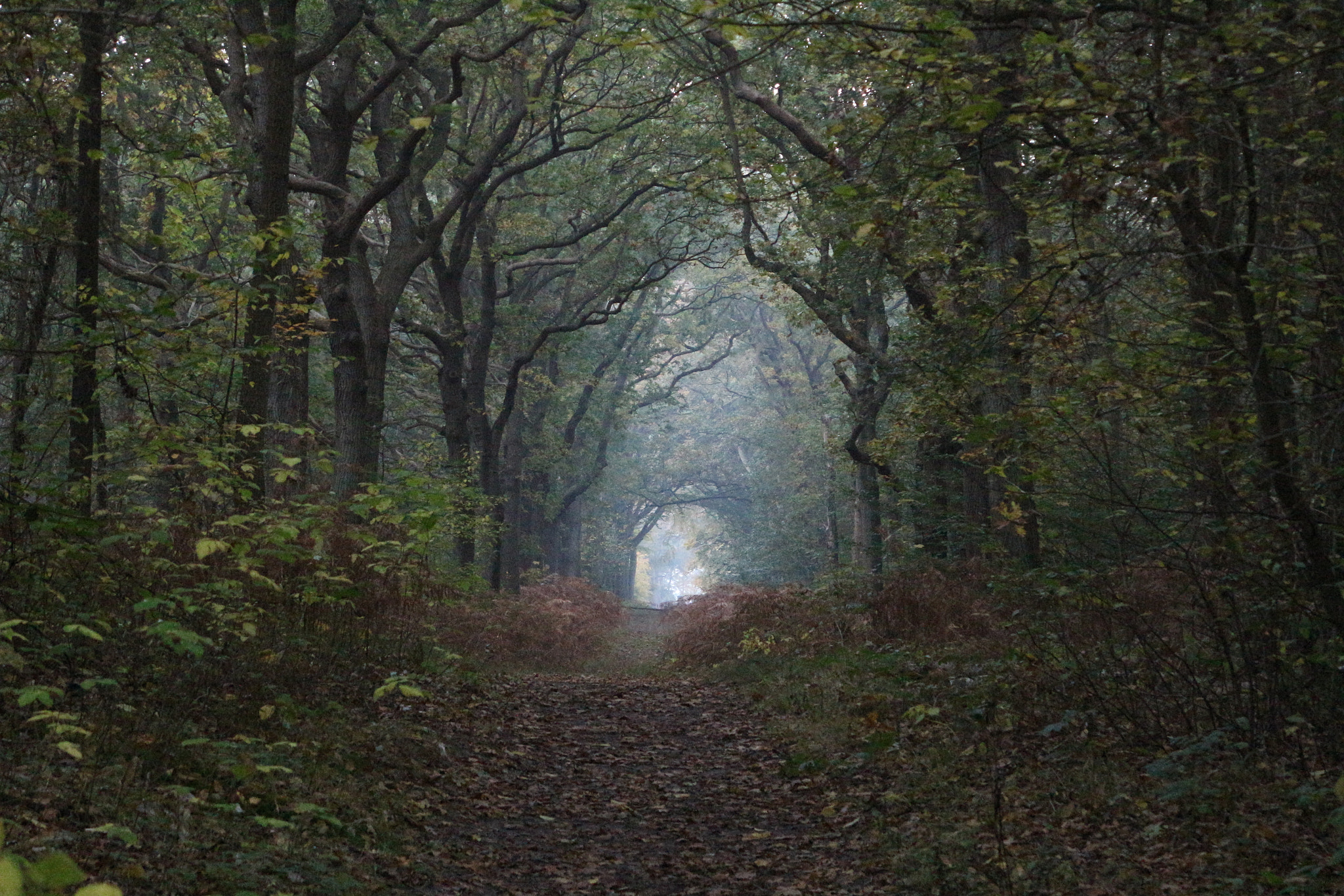 Canon EOS 100D (EOS Rebel SL1 / EOS Kiss X7) sample photo. Forest photography