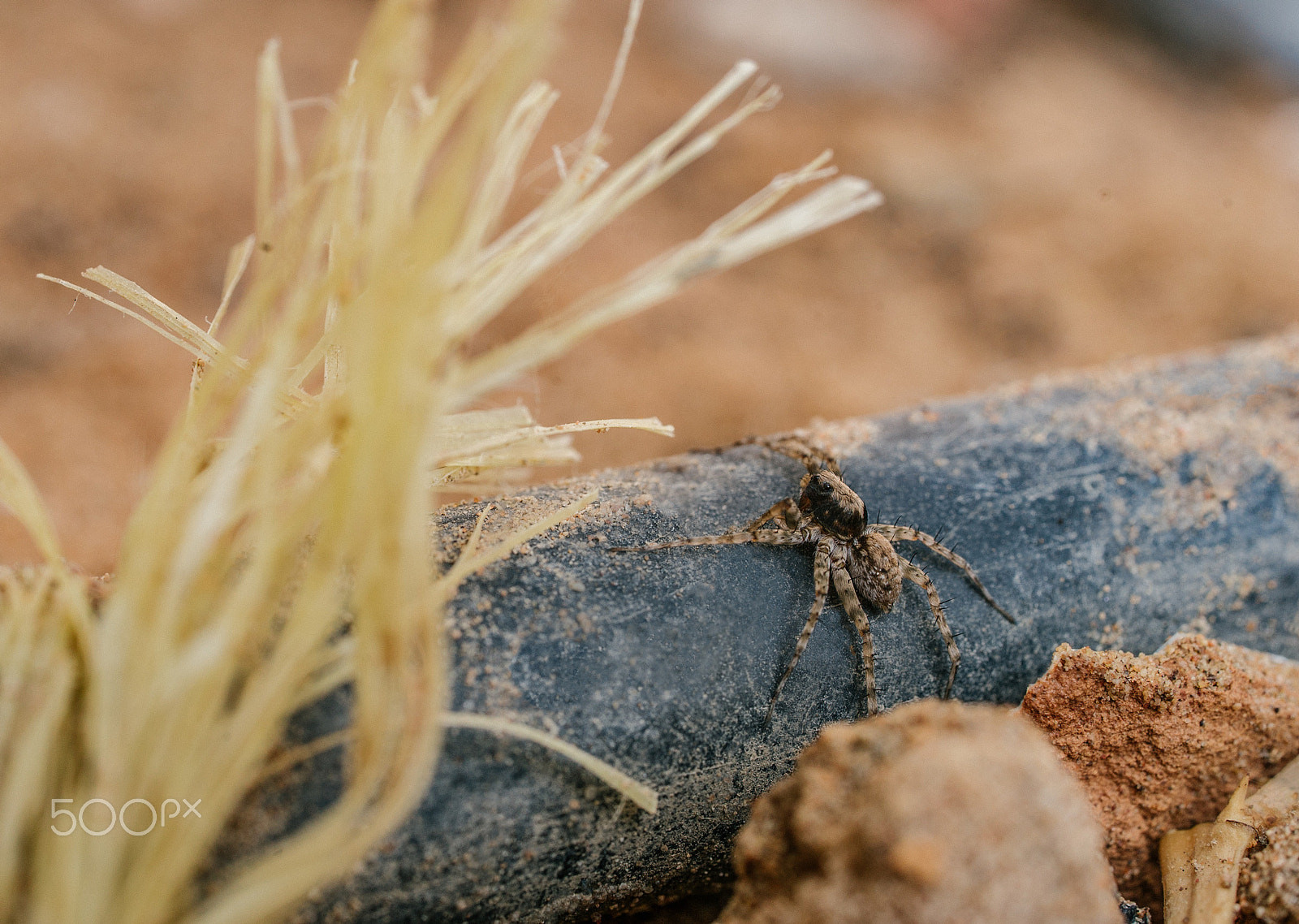 Sony a7S + Sony FE 90mm F2.8 Macro G OSS sample photo. Spider photography