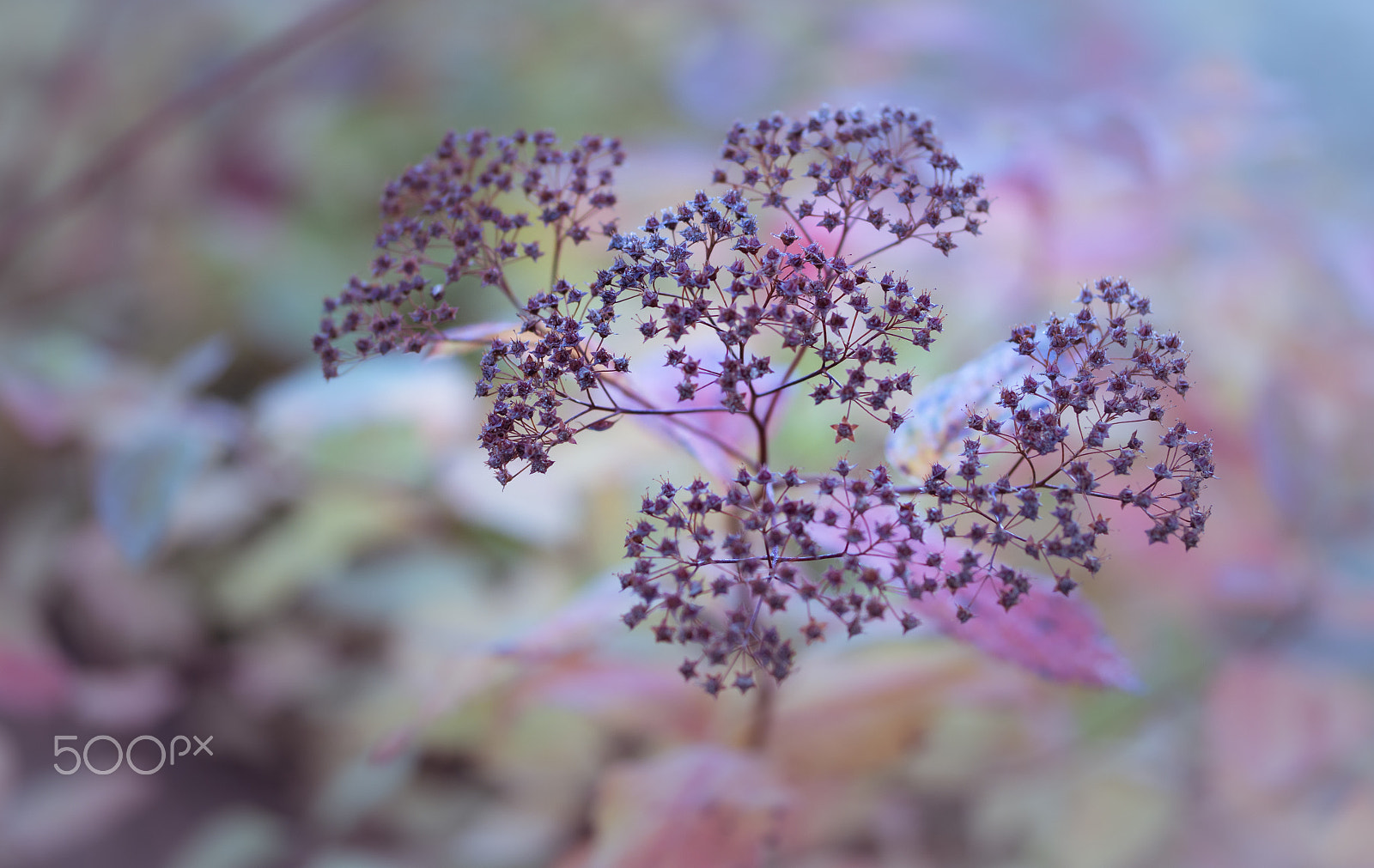 Samsung NX 60mm F2.8 Macro ED OIS SSA sample photo. Shades photography