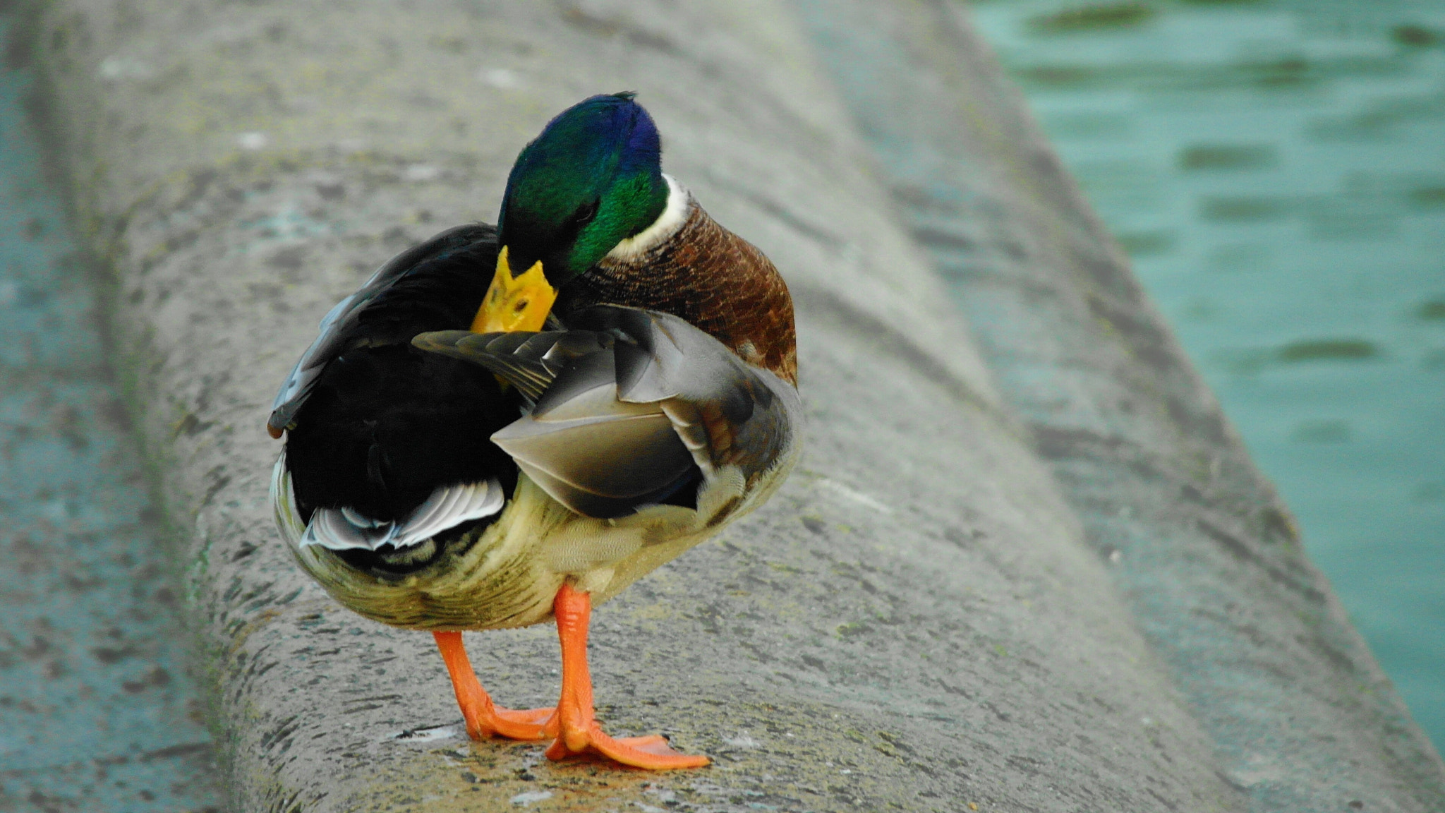 Samsung NX5 sample photo. One more duck photography