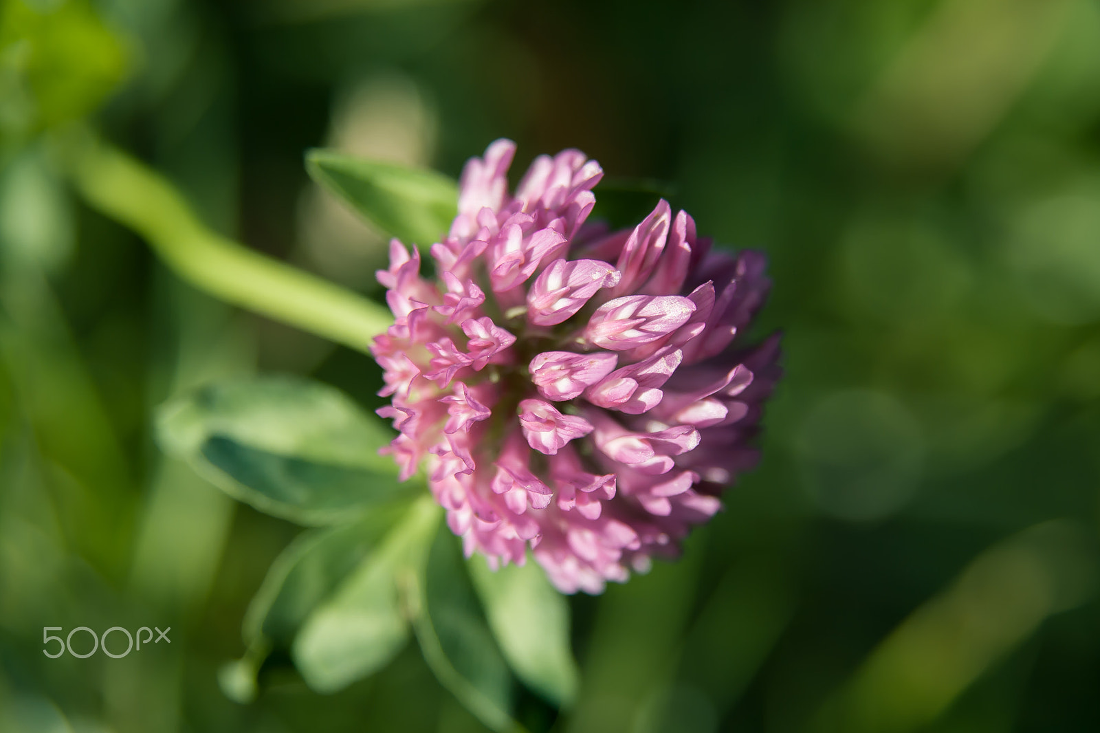 Canon EOS 400D (EOS Digital Rebel XTi / EOS Kiss Digital X) sample photo. Purple flower photography