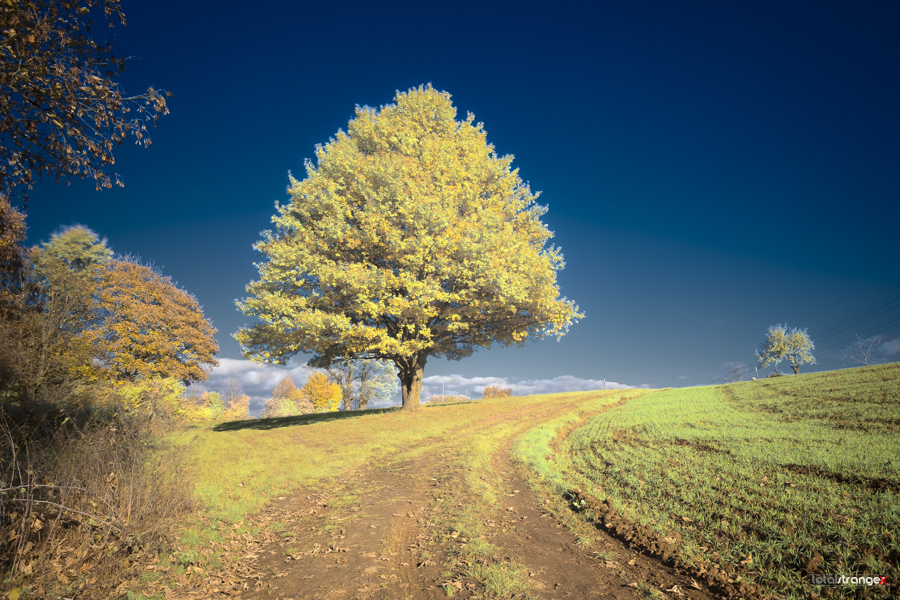 Fujifilm X-T10 + Fujifilm XF 14mm F2.8 R sample photo. Tree photography