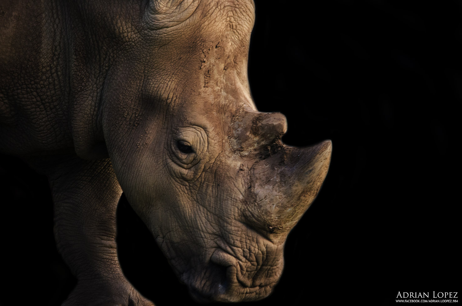 Sigma 150-500mm F5-6.3 DG OS HSM sample photo. Rhino photography